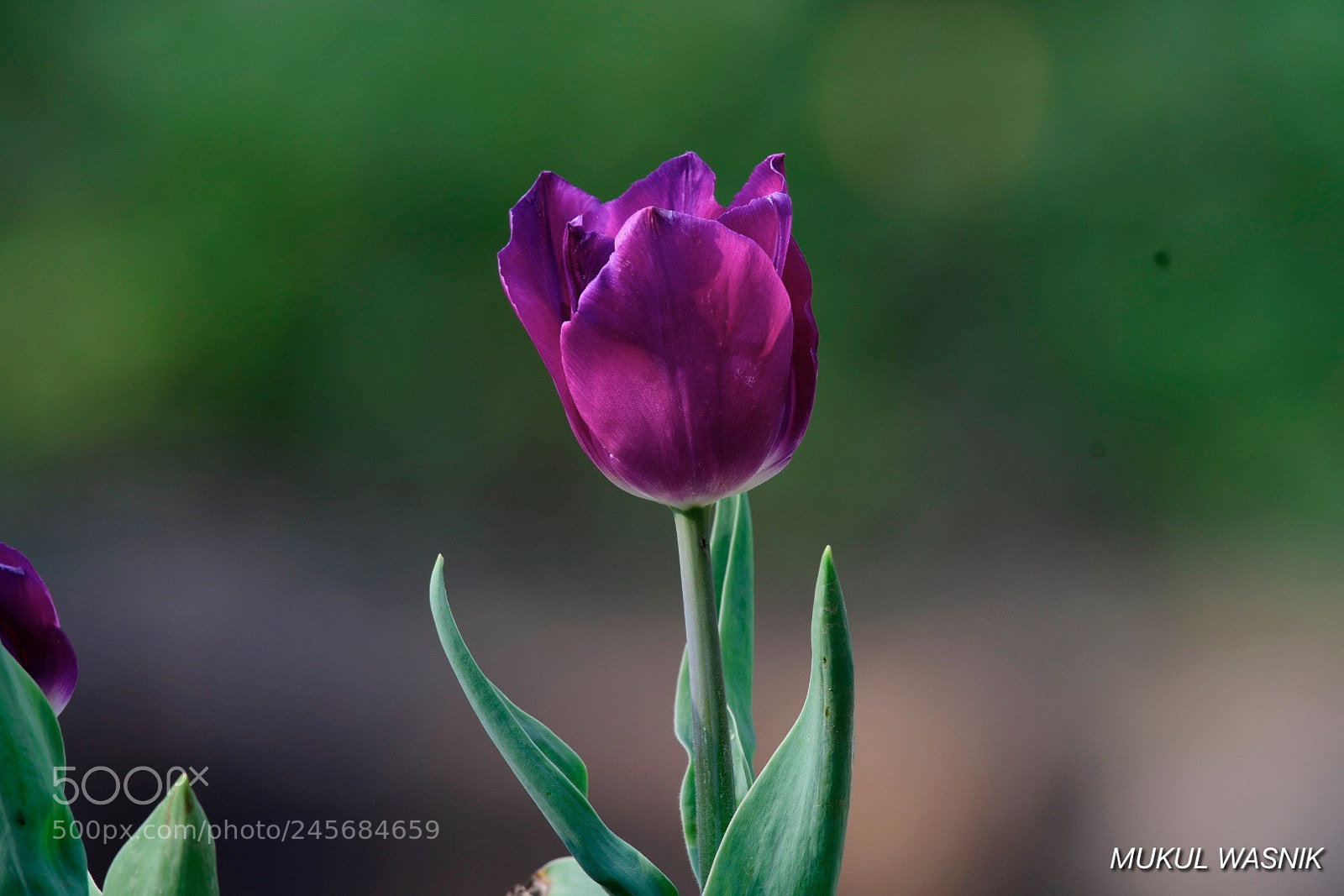 Nikon D500 sample photo. All alone in glory photography