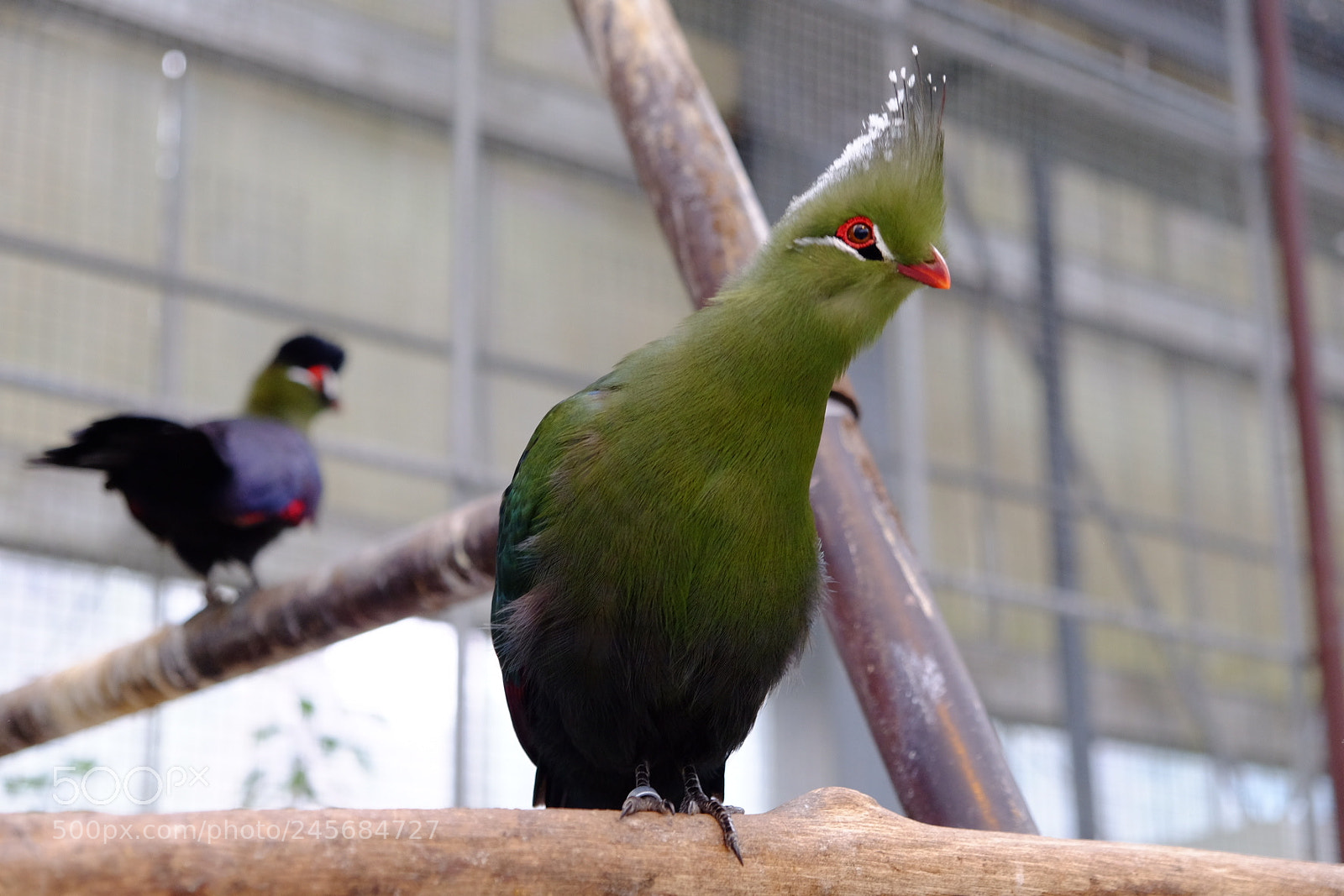 Fujifilm X-T10 sample photo. 萌え photography