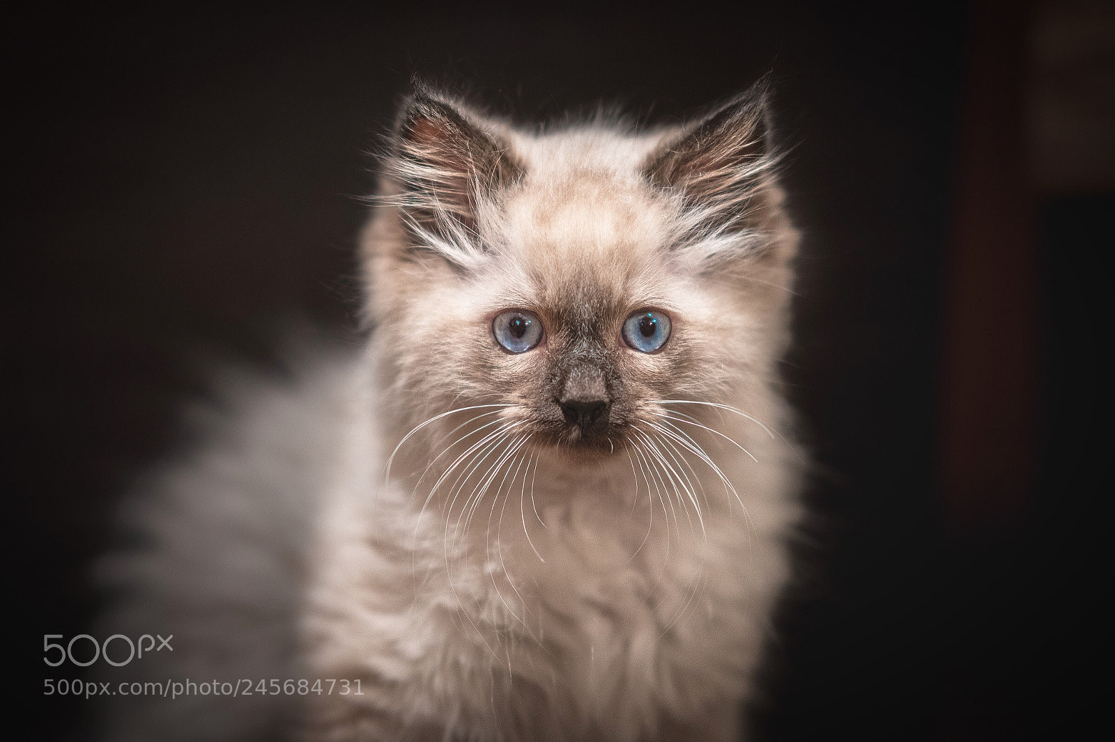 Sony a7R II sample photo. Marshmallow photography