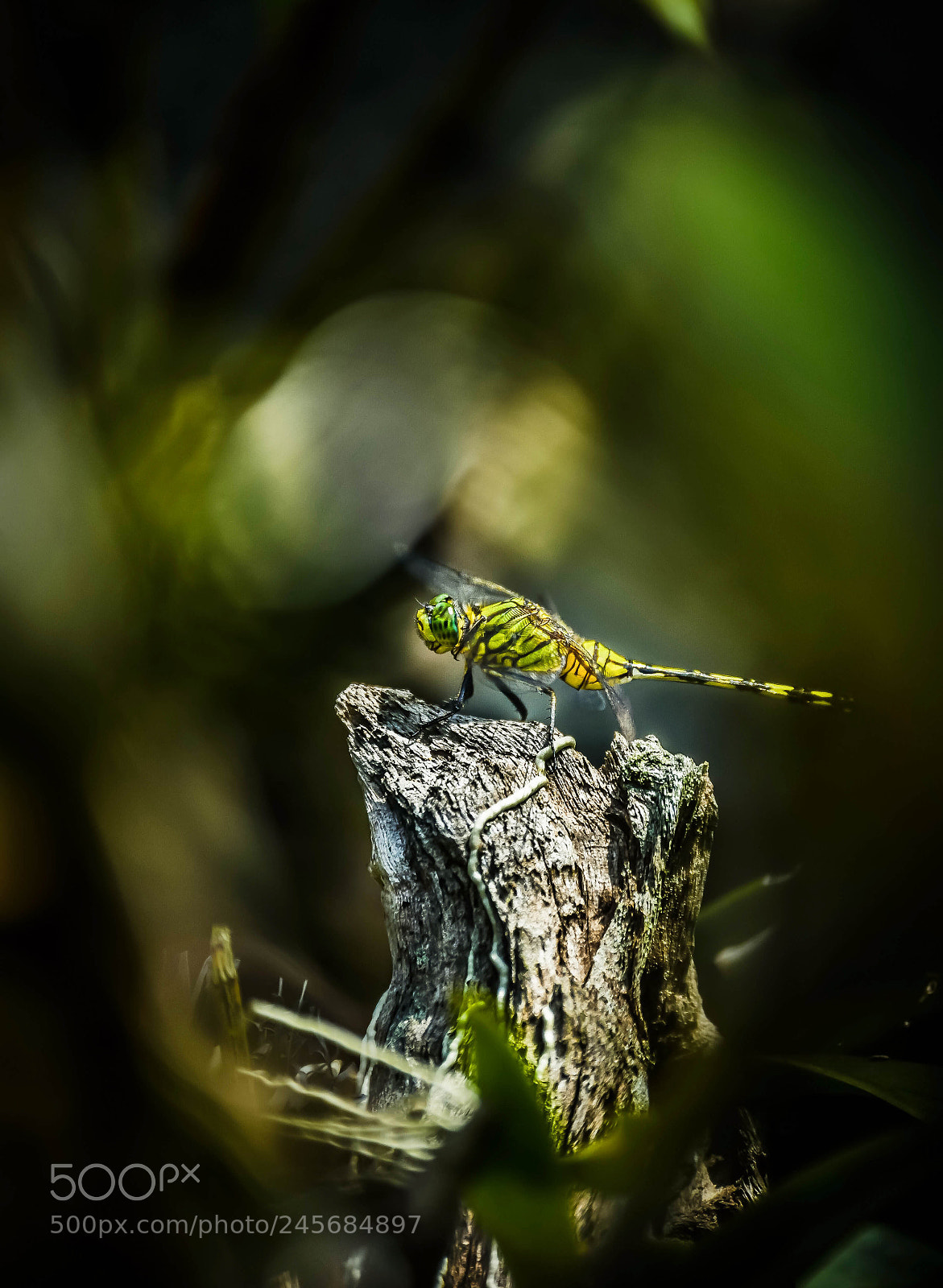 Nikon D5100 sample photo. I see you photography