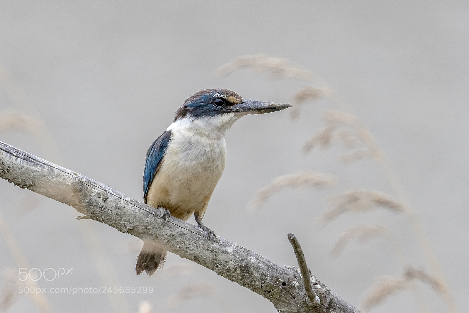 Canon EOS 7D Mark II sample photo. New zealand native kingfisher photography