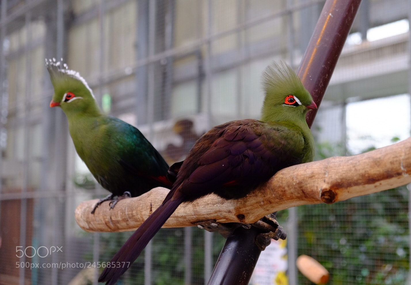 Fujifilm X-T10 sample photo. Pair photography