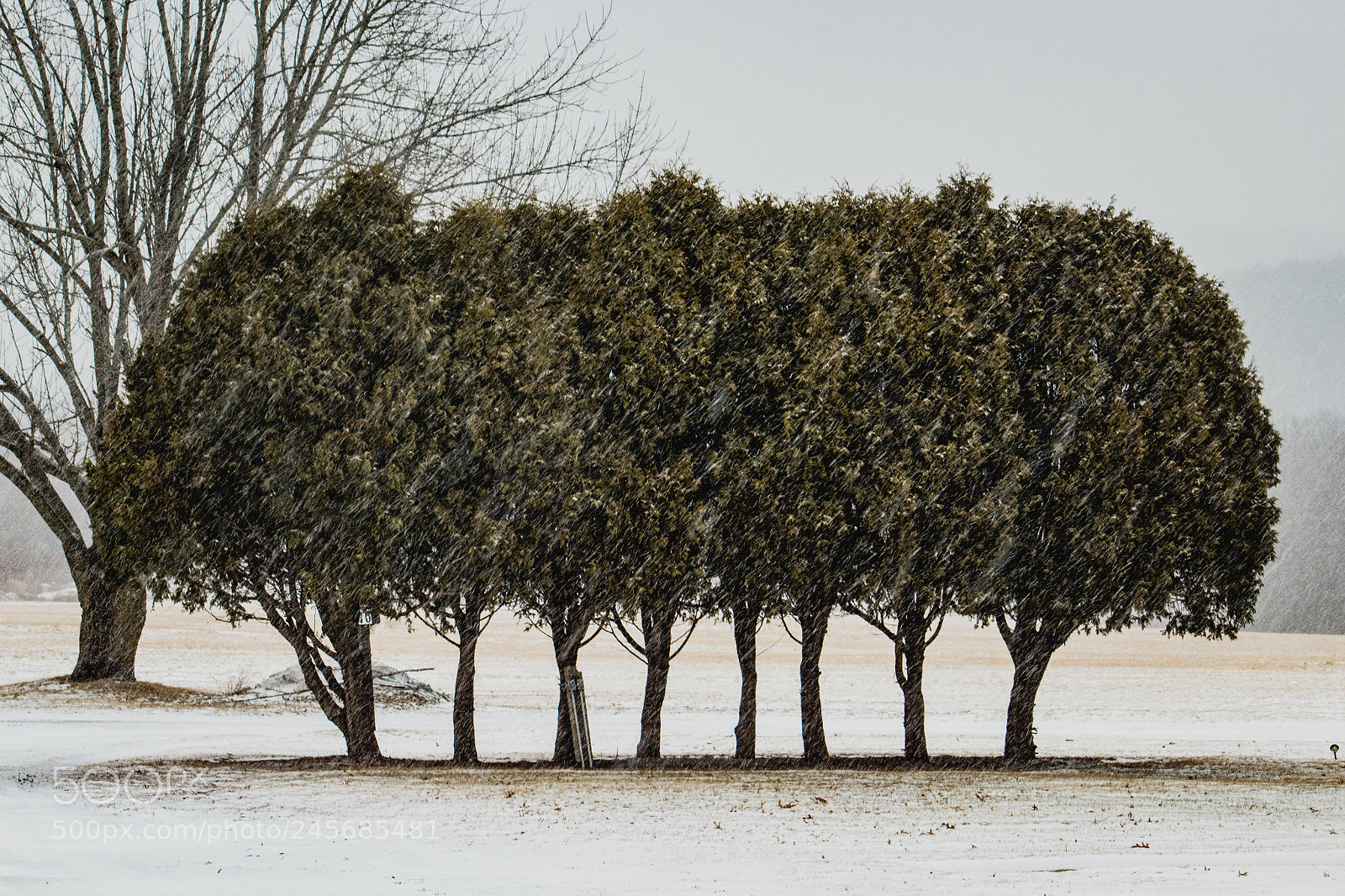 Canon EOS 1300D (EOS Rebel T6 / EOS Kiss X80) sample photo. Big tree photography