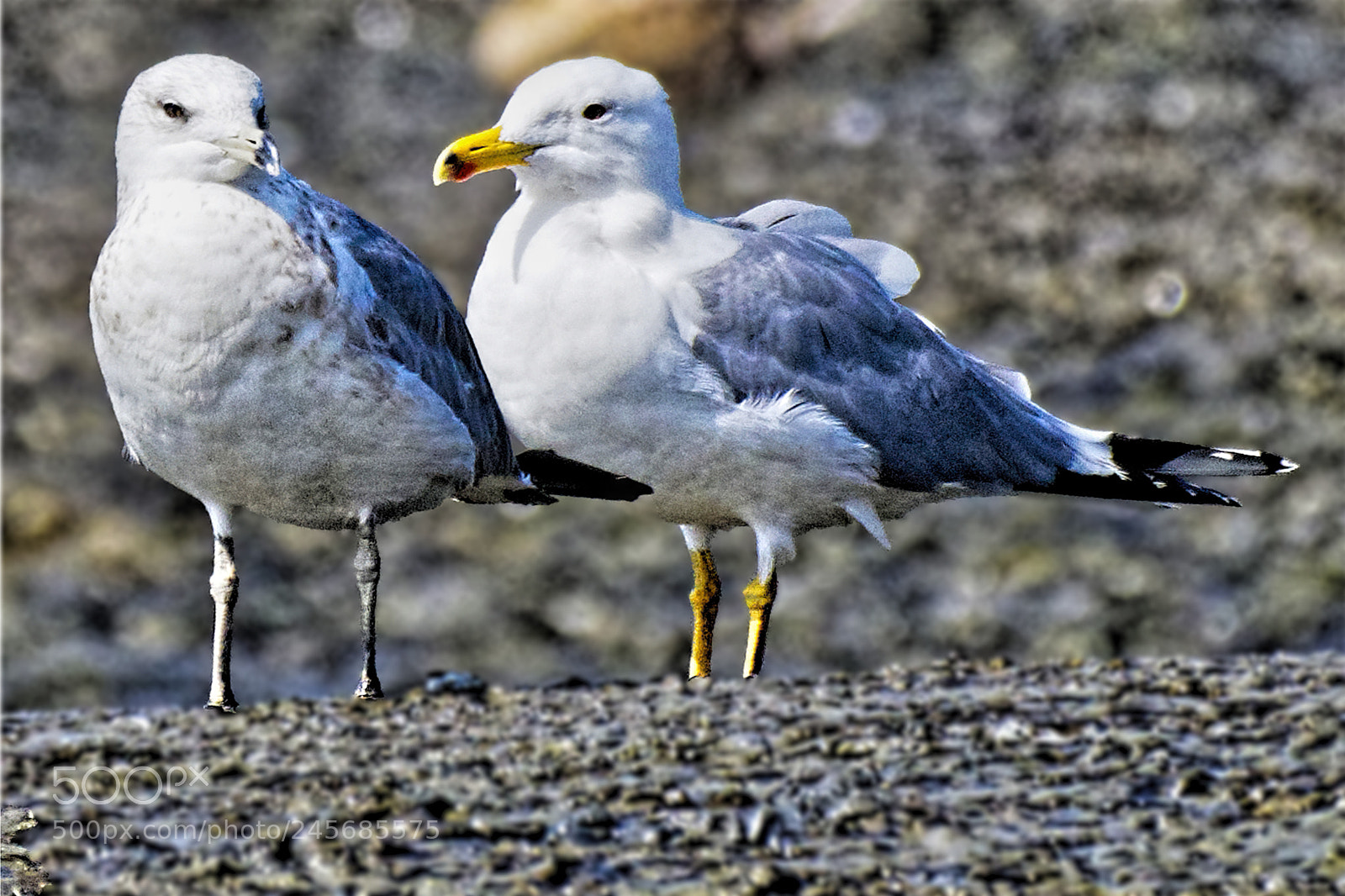 Nikon D500 sample photo. Untitled photography