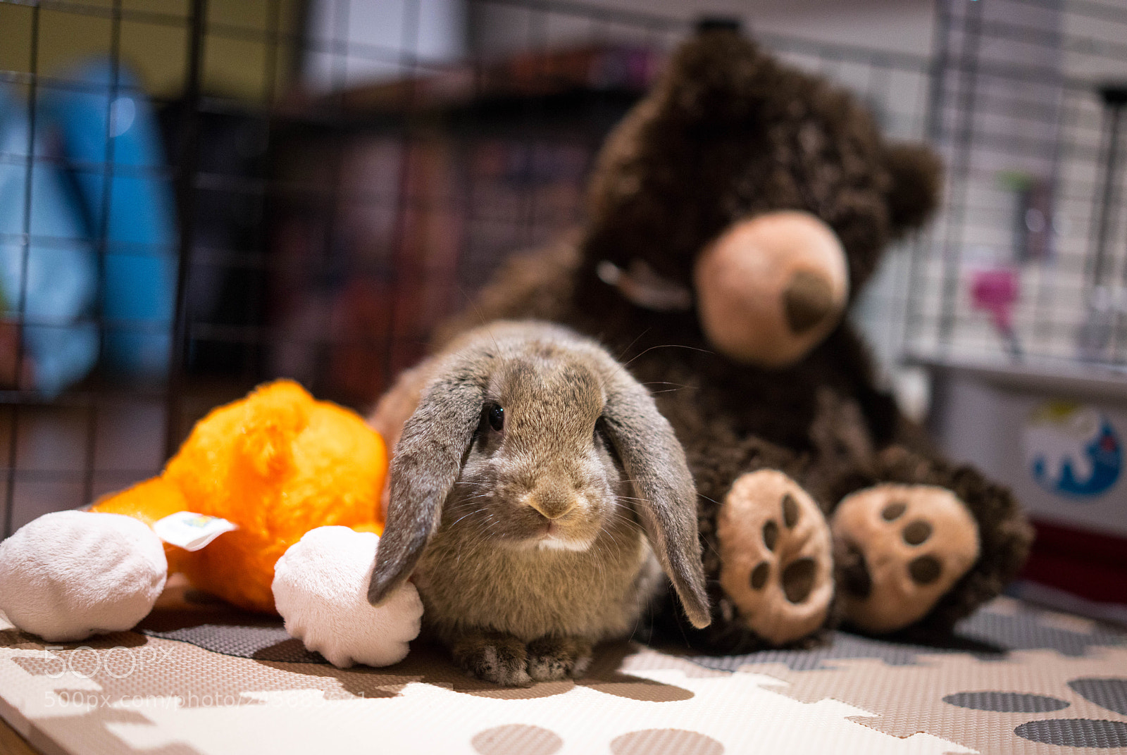 Sony a7R III sample photo. Stuffed animals... oh wait! photography