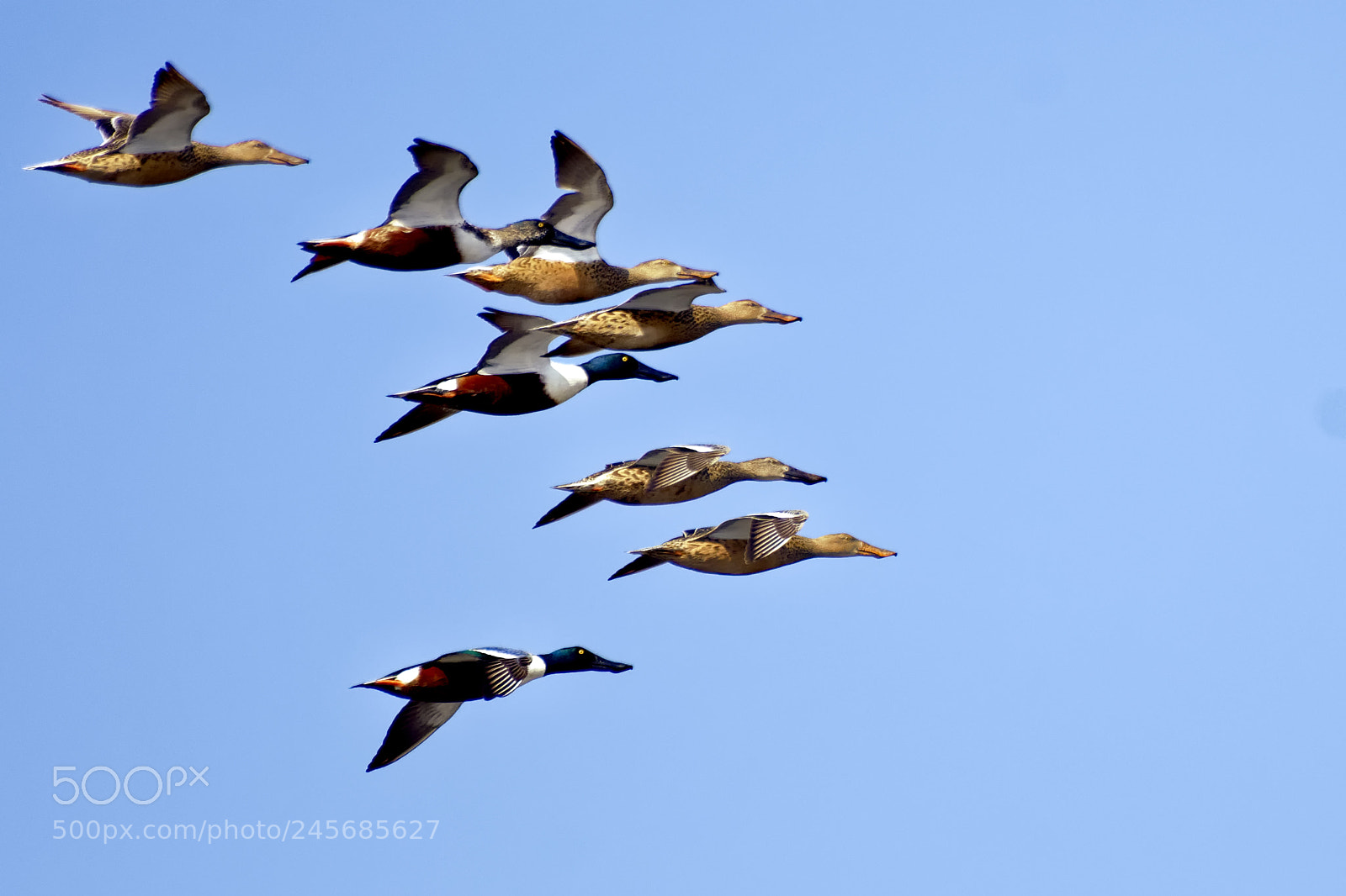Nikon D500 sample photo. Eastern spot-billed duck photography