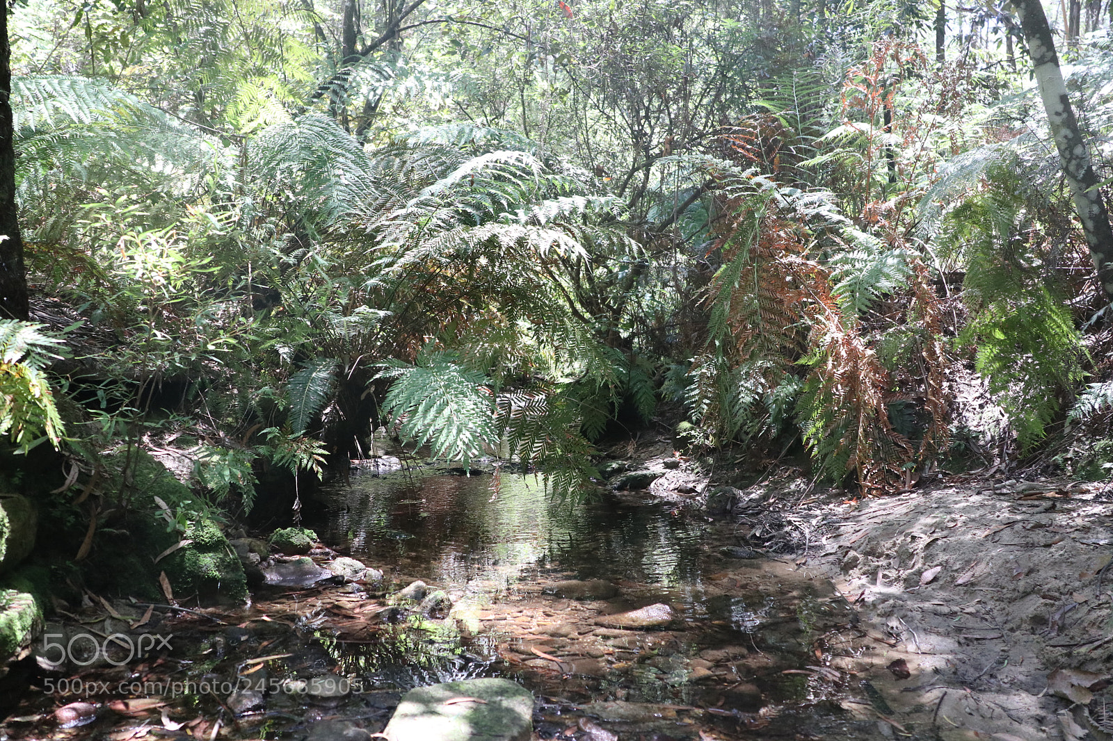 Canon EOS M5 sample photo. Jungle of greenery photography