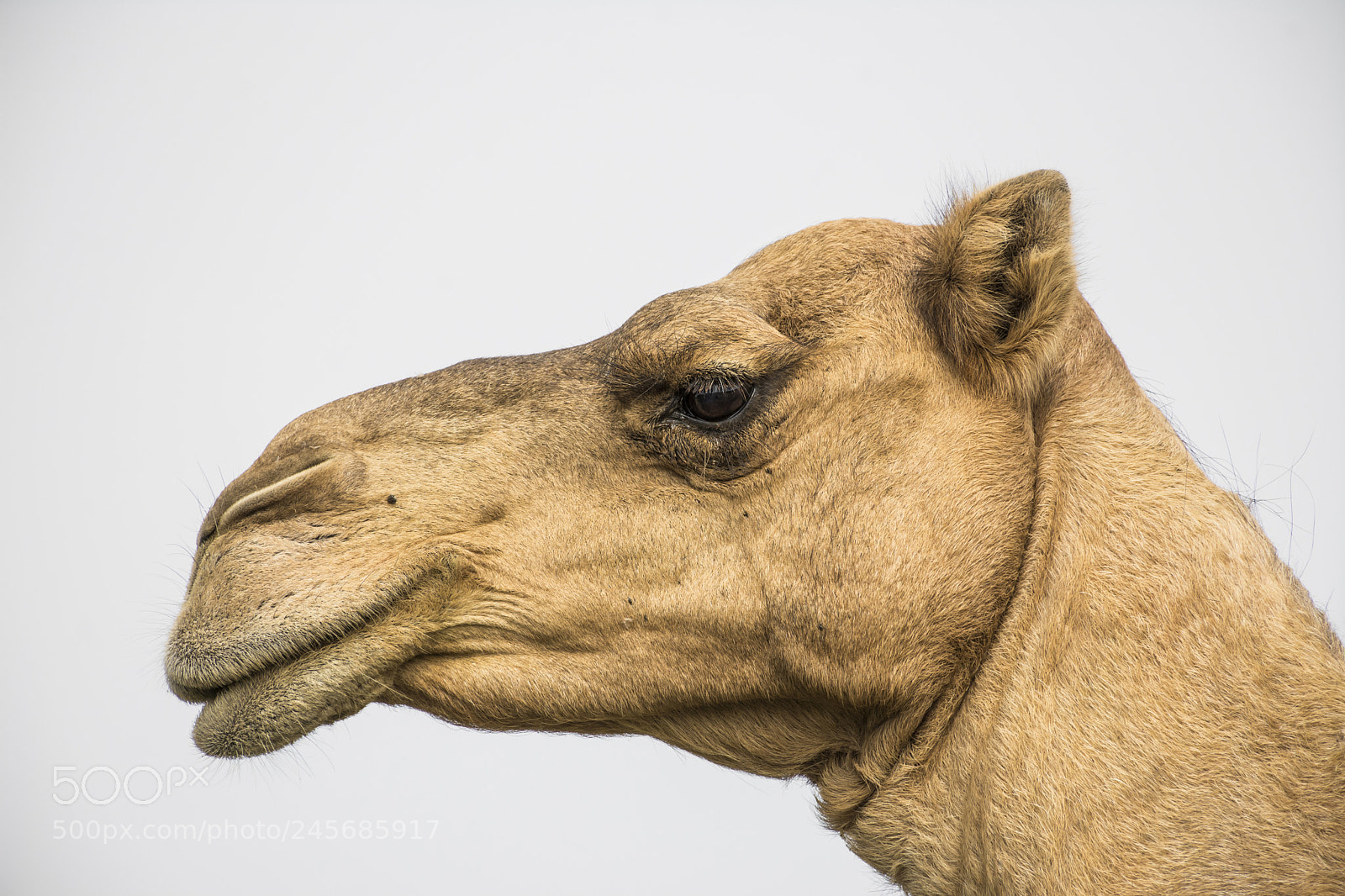 Nikon D7100 sample photo. Camel photography