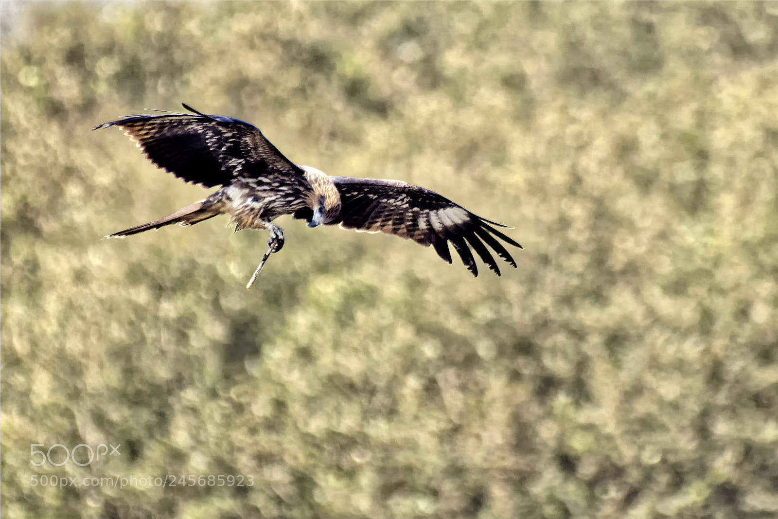 Nikon D500 sample photo. Long-legged buzzard photography