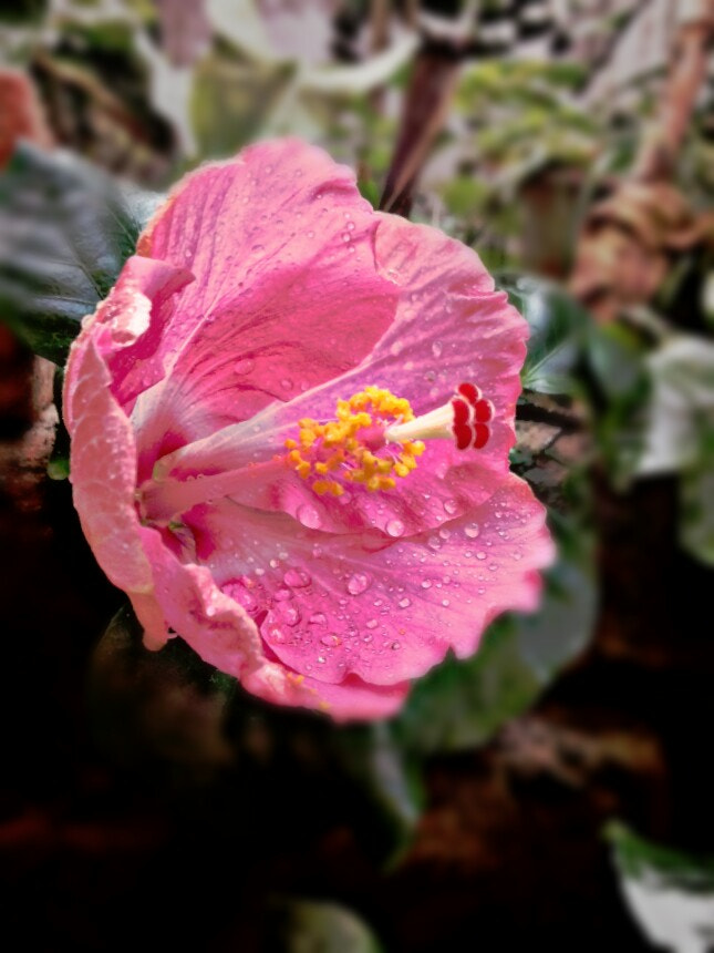Samsung Galaxy Grand Duos sample photo. Born photography