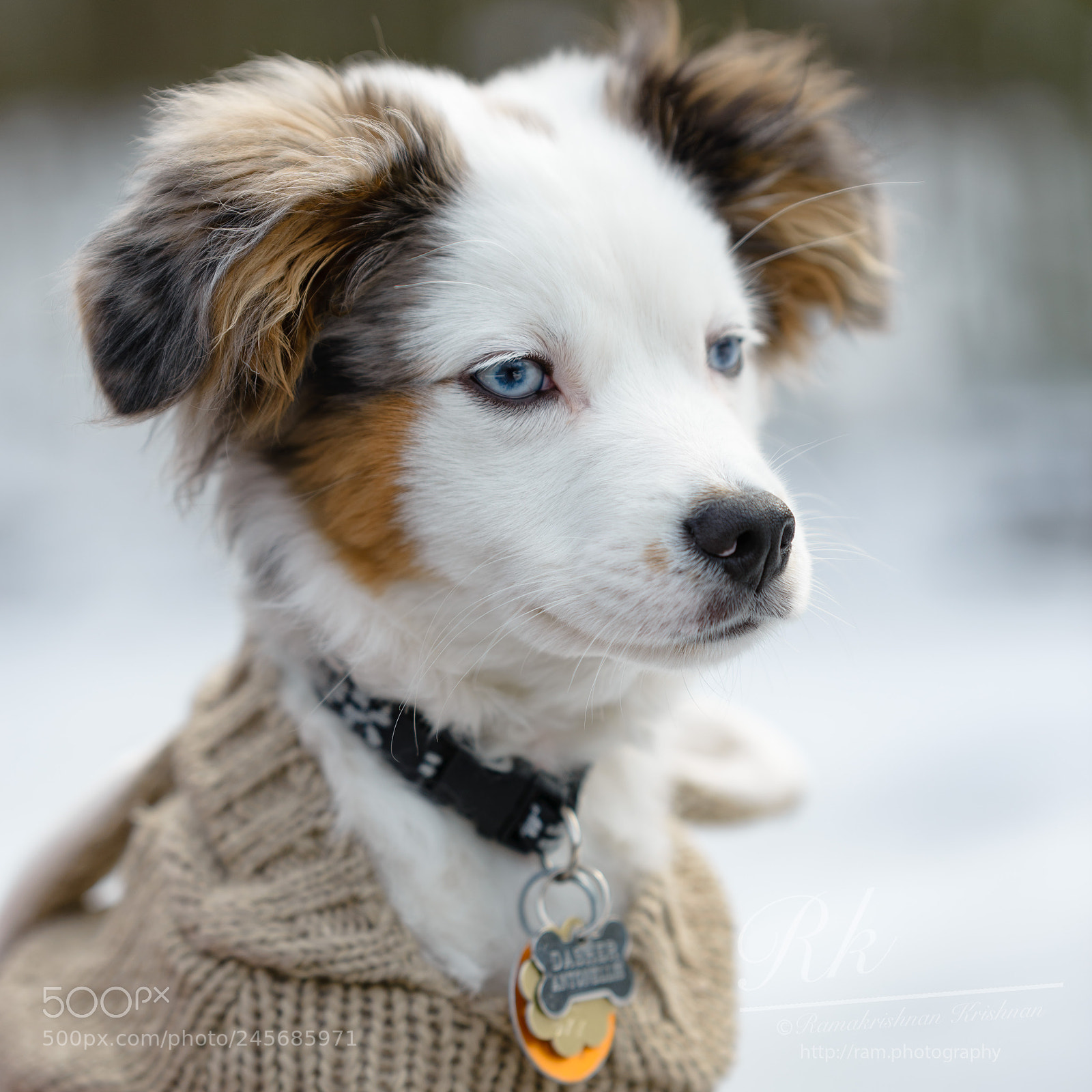 Nikon D610 sample photo. High alert cuteness overload photography