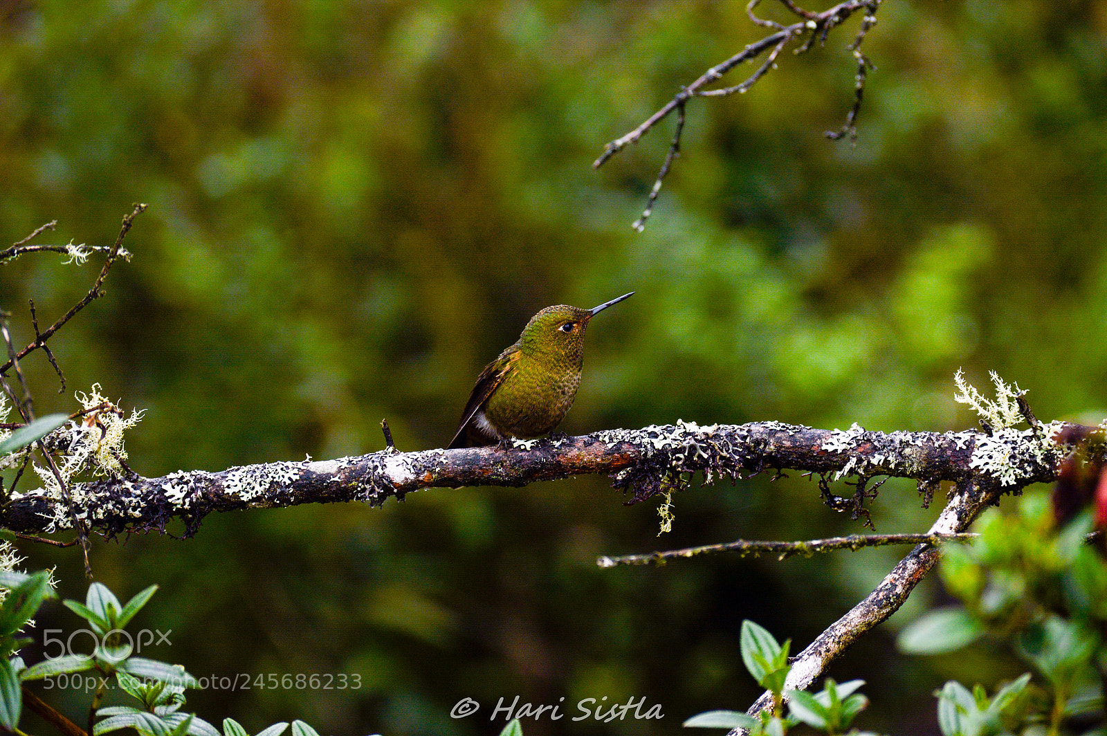 Nikon D3200 sample photo. Hummingbird photography