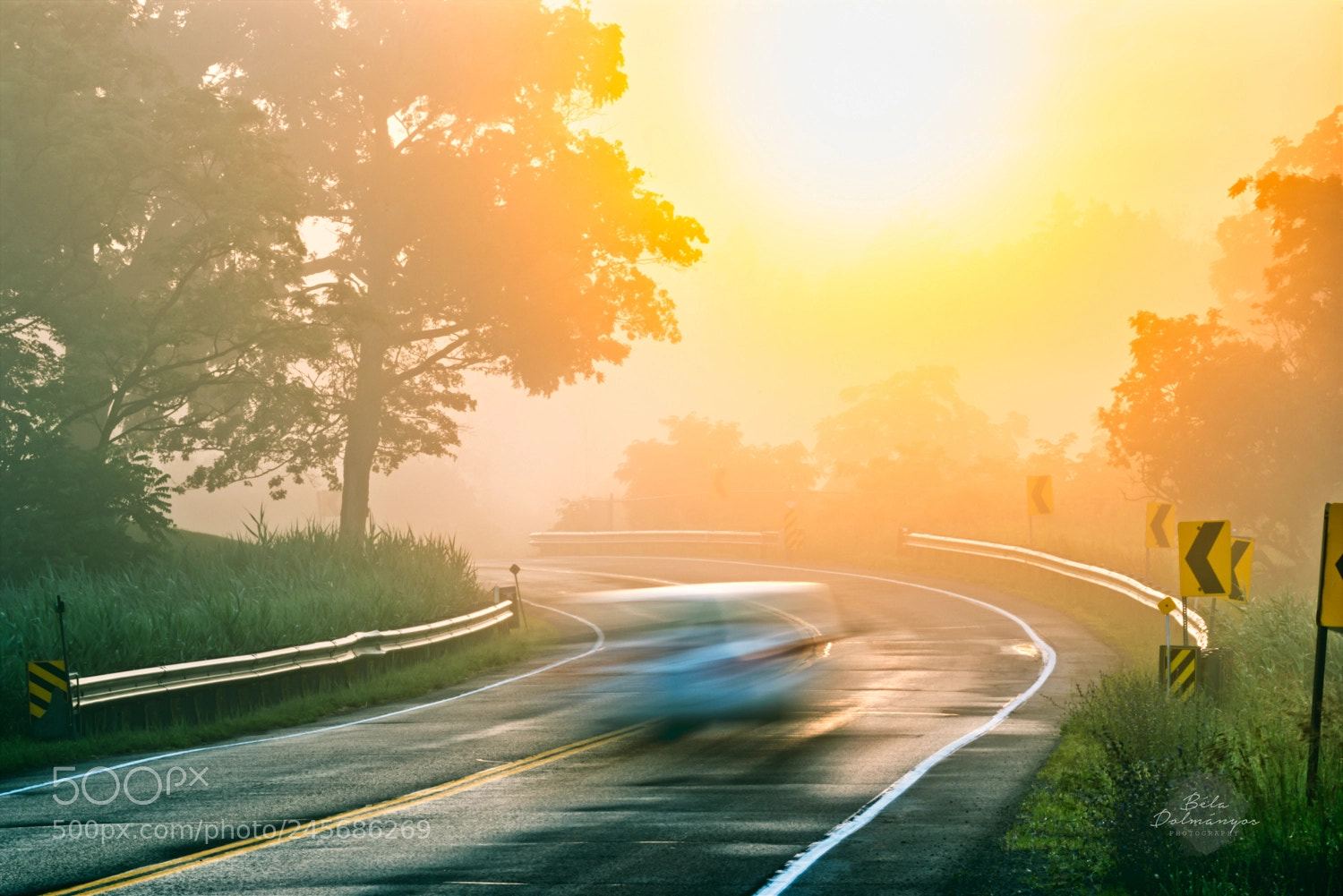 Nikon D810 sample photo. Fuzzy morning photography