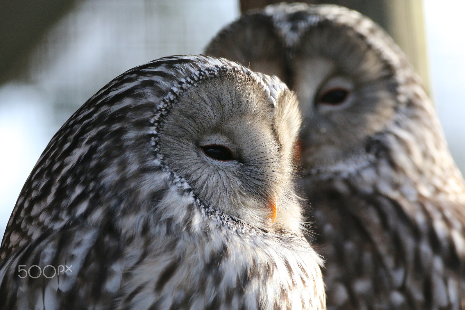 Sigma 150-600mm F5-6.3 DG OS HSM | C sample photo. Ural owl - two of them photography