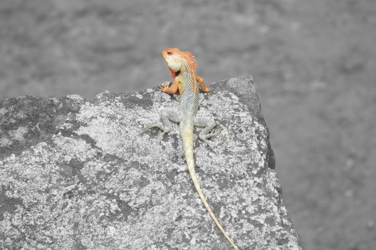 Canon PowerShot SX240 HS sample photo. Chameleon photography