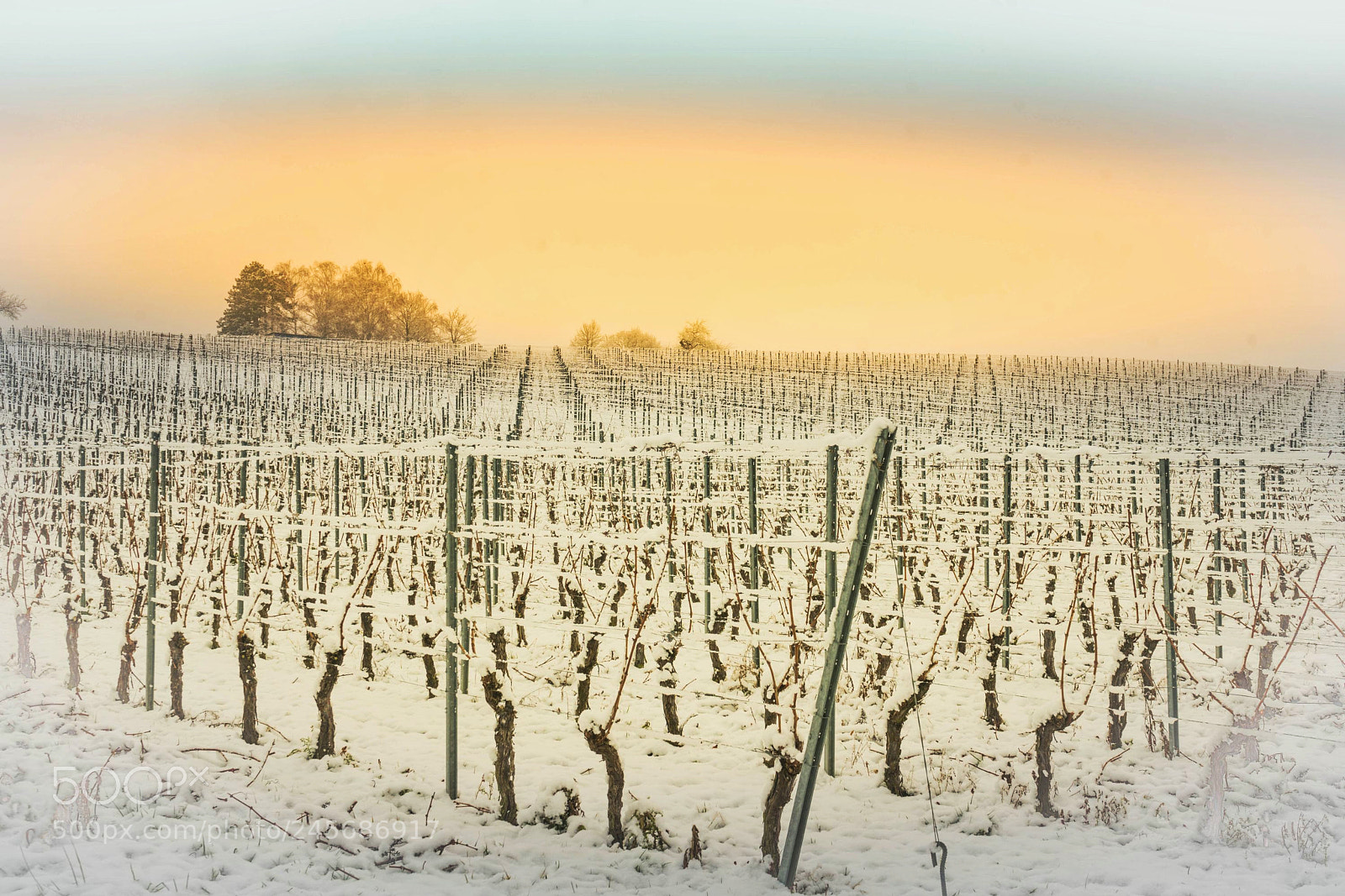 Sony a7R II sample photo. Old vines - new photography