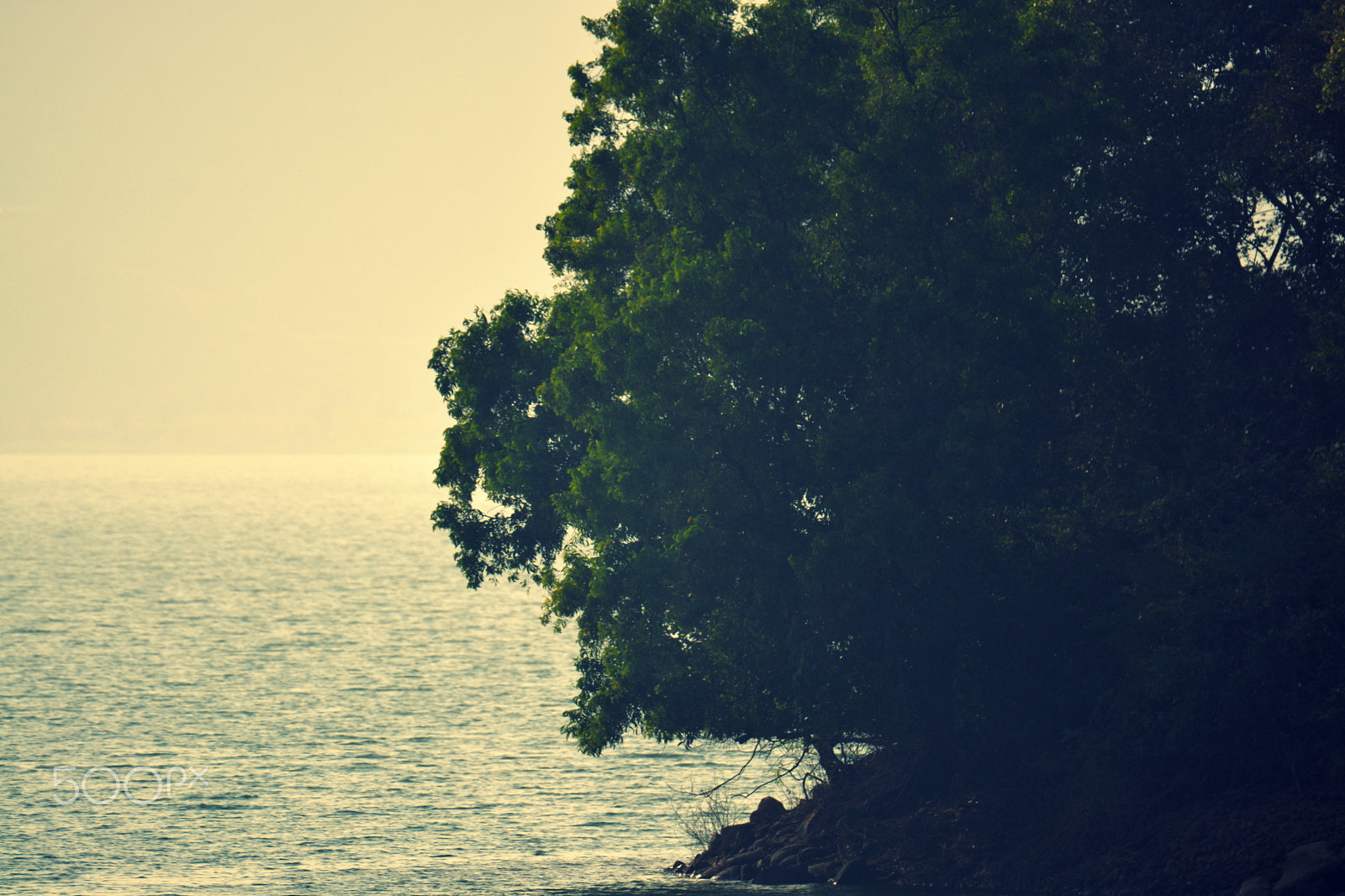 Nikon D5200 sample photo. Tree photography