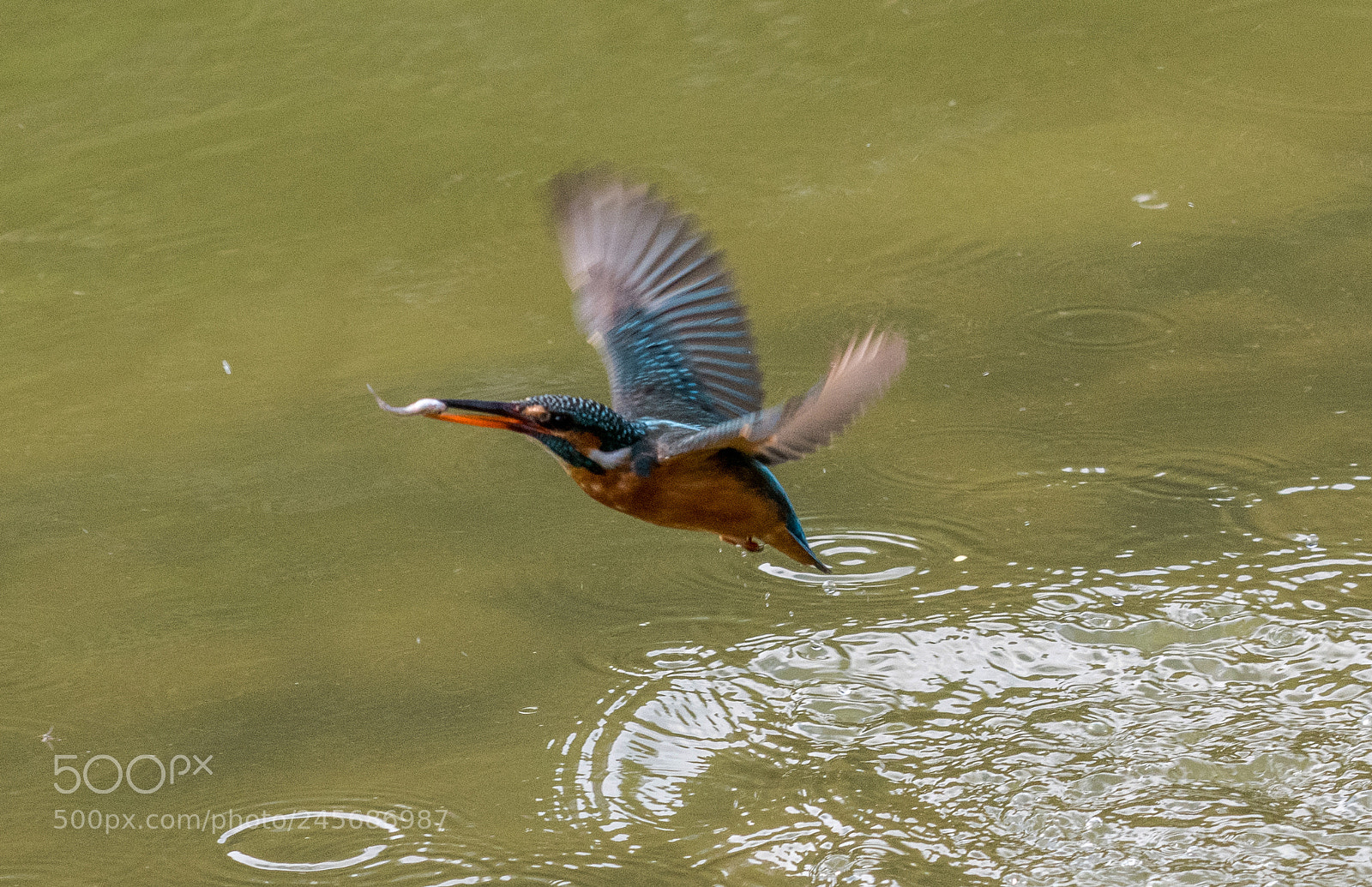 Nikon D500 sample photo. Common kingfisher 6 photography