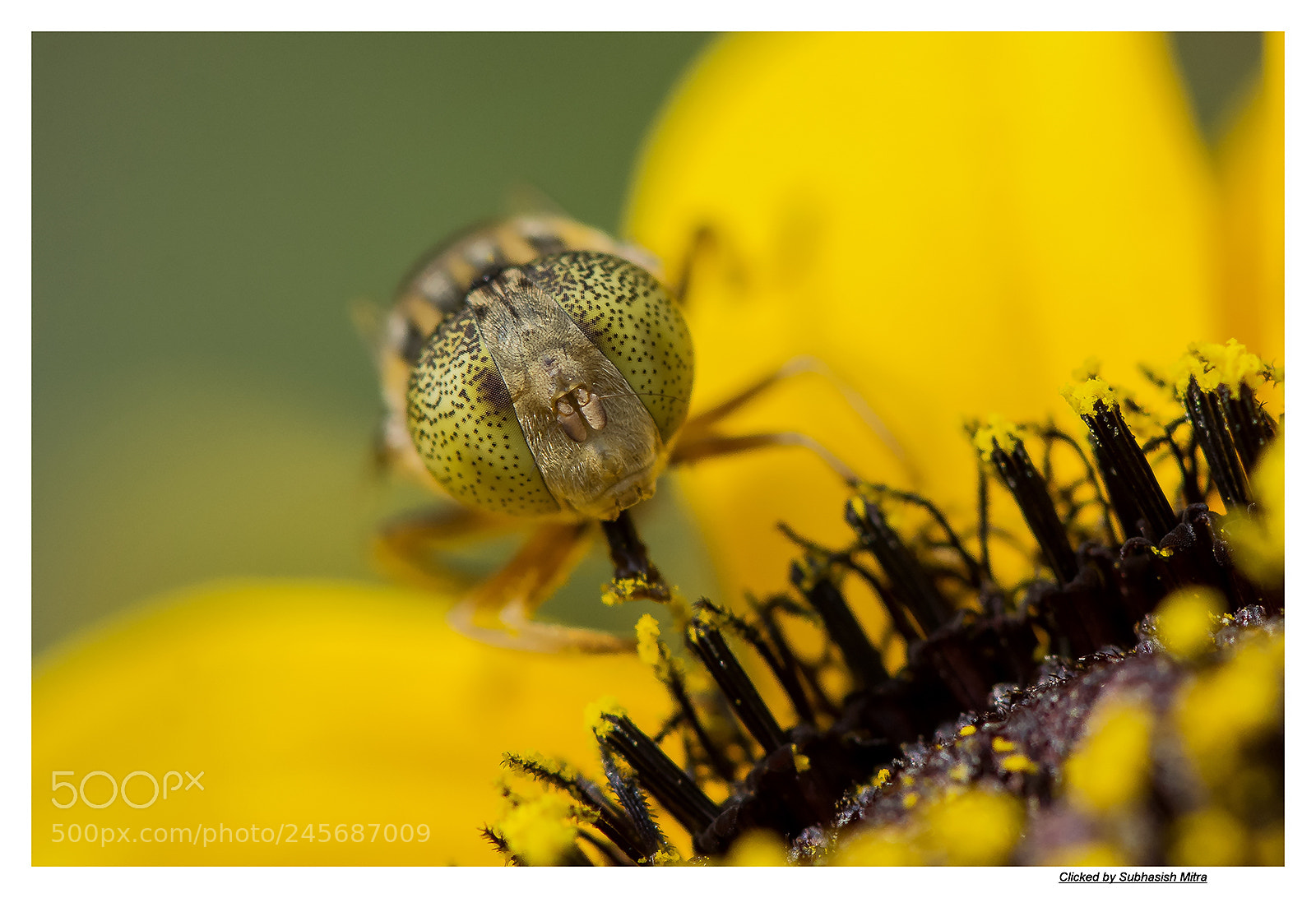 Nikon D7200 sample photo. The big eye photography