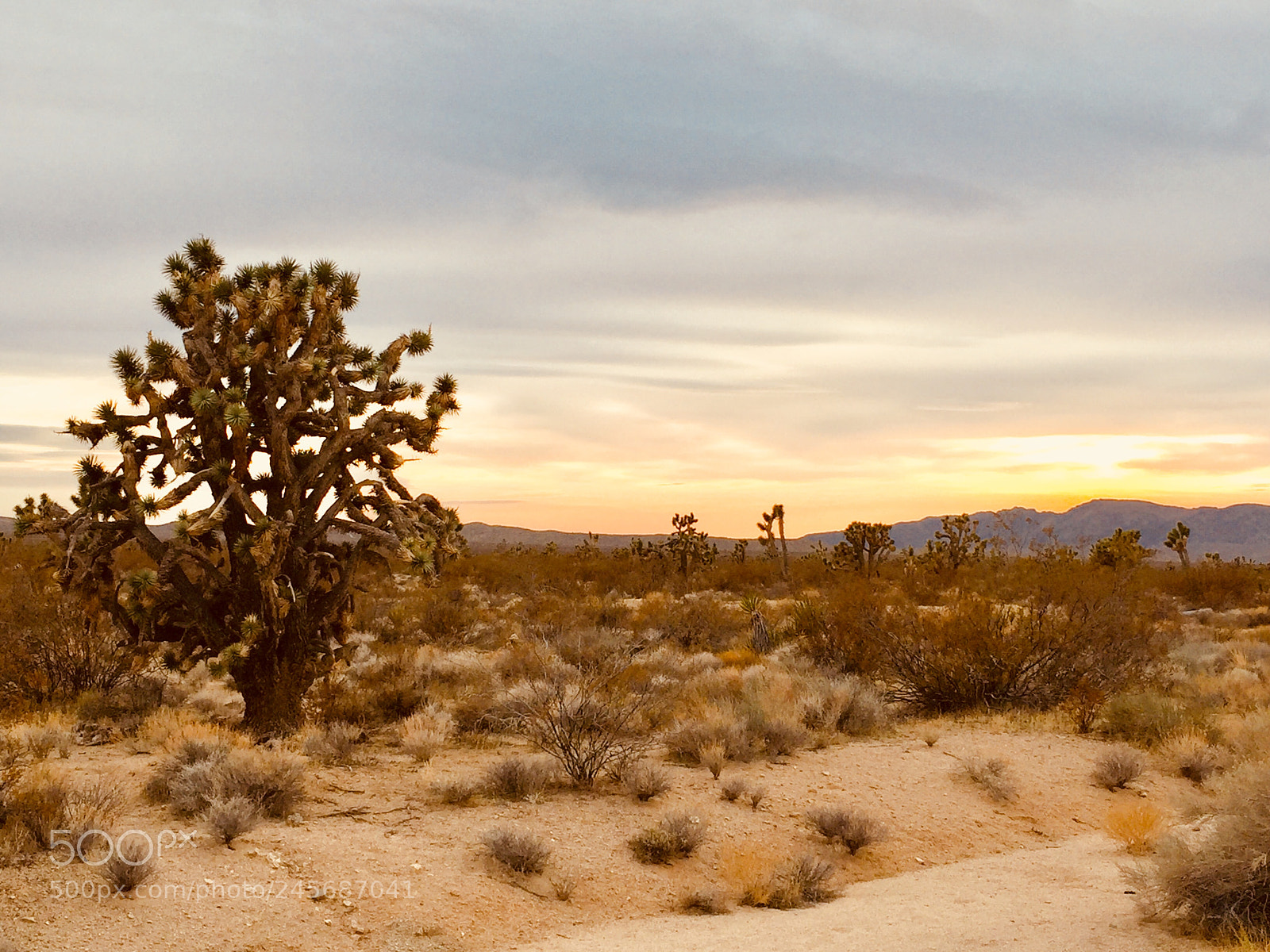 Apple iPhone 6 Plus sample photo. #mojavedesertpreserve 2/10/18 photography