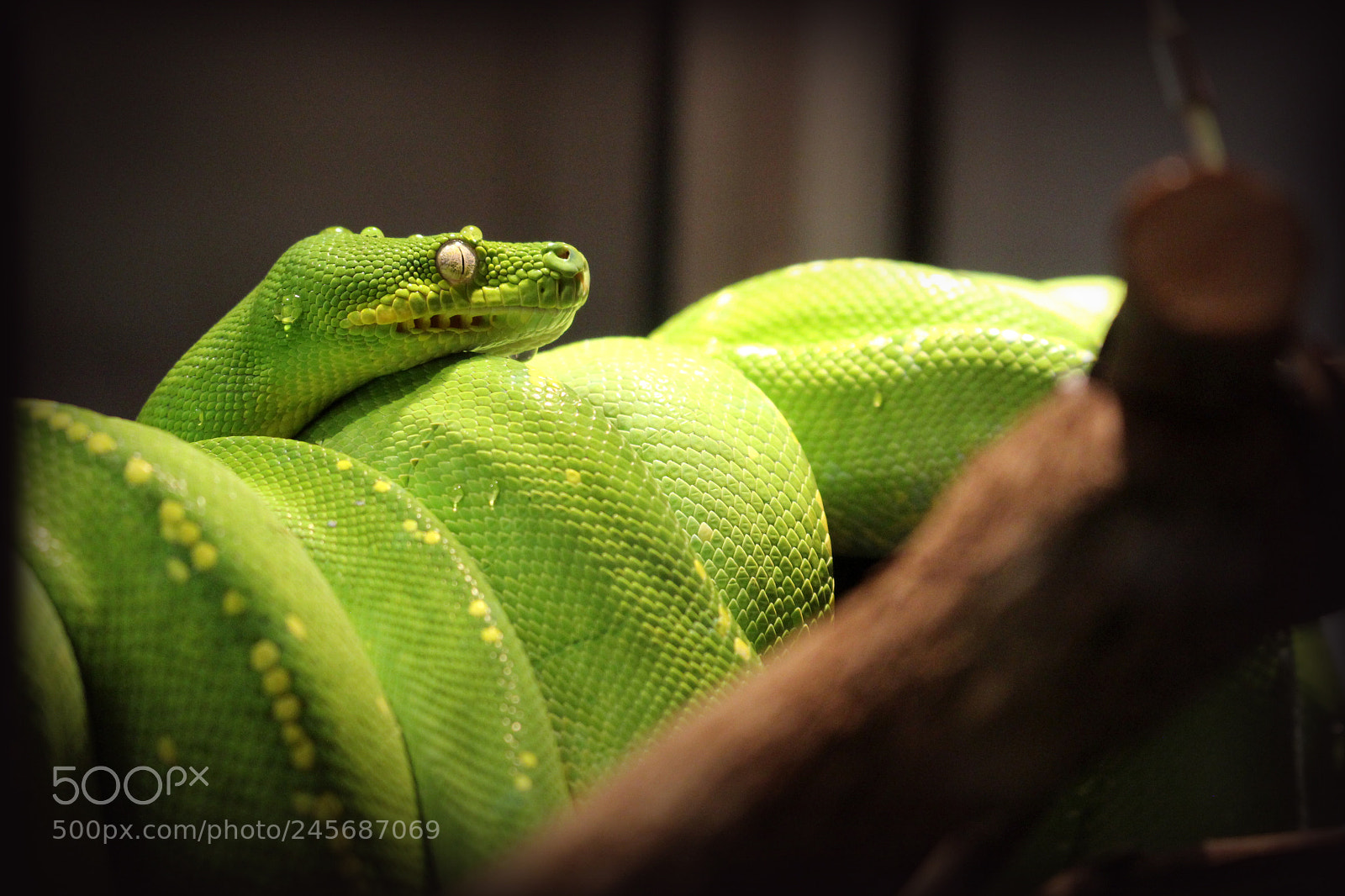 Canon EOS 100D (EOS Rebel SL1 / EOS Kiss X7) sample photo. Green tree python photography