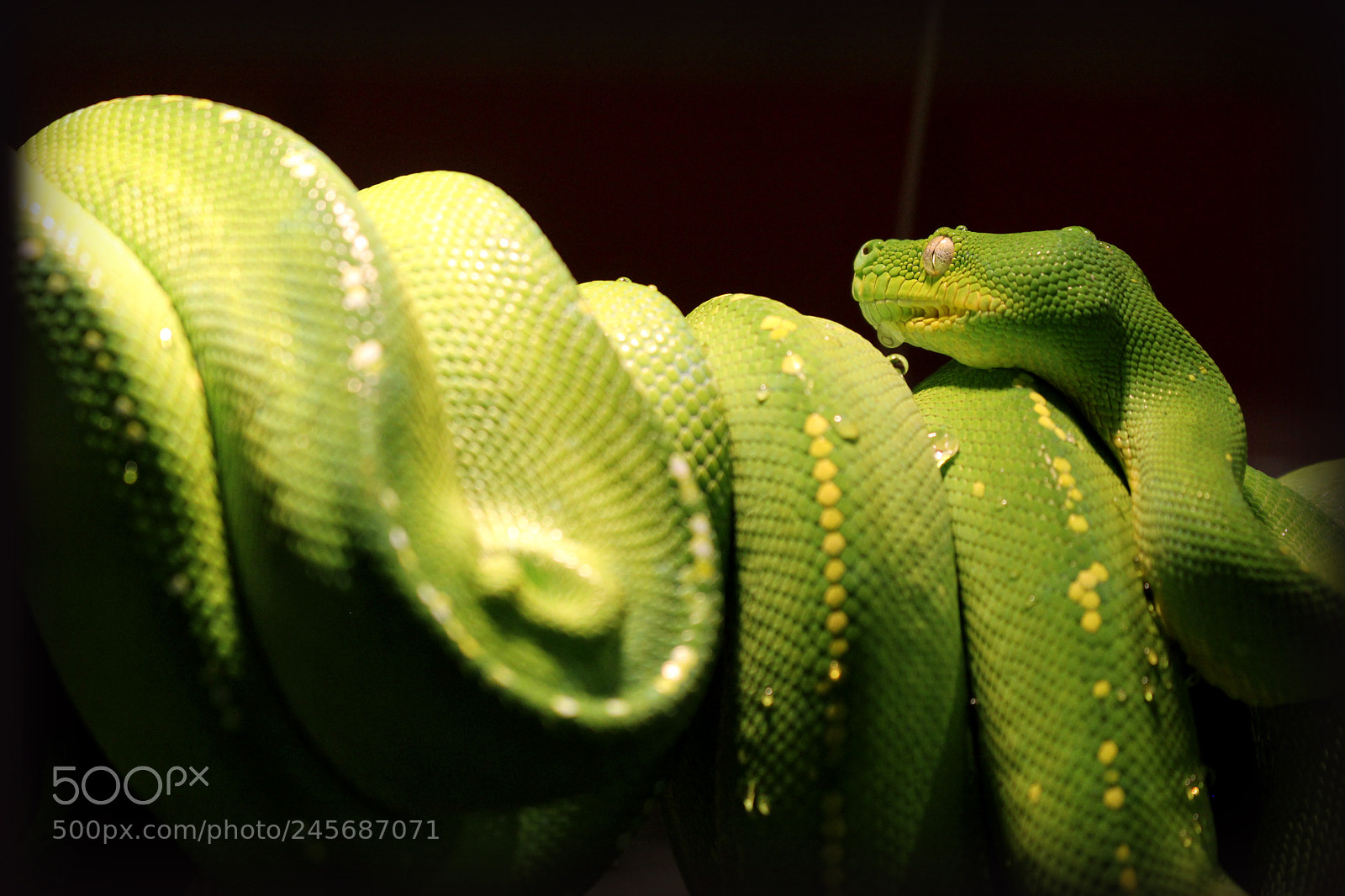 Canon EOS 100D (EOS Rebel SL1 / EOS Kiss X7) sample photo. Green tree python photography