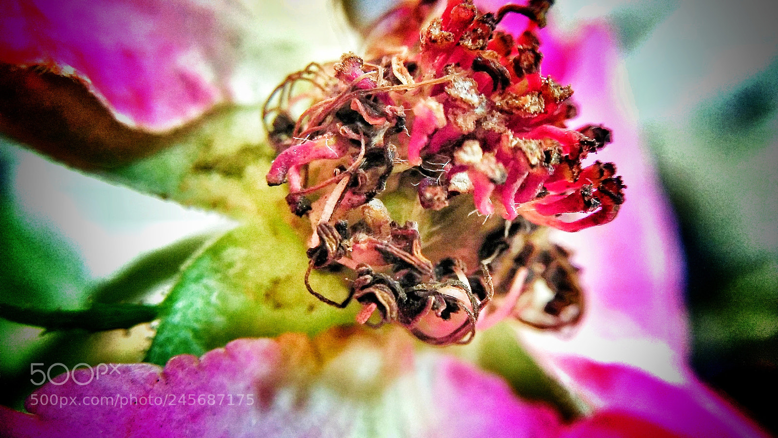 OPPO A37fw-International sample photo. Macro shot of a photography