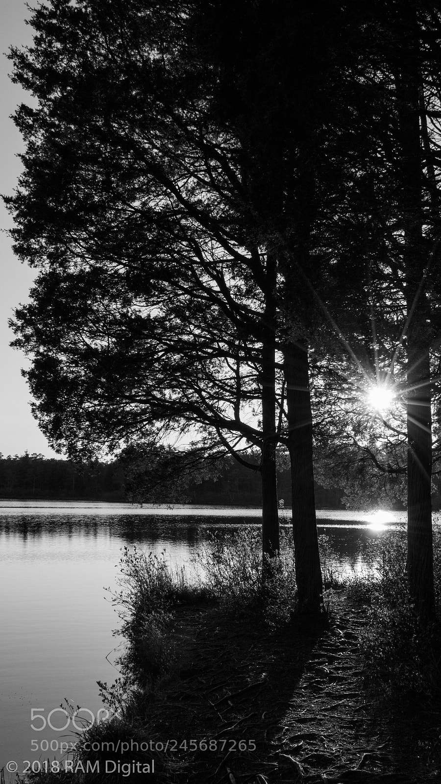Canon EOS 760D (EOS Rebel T6s / EOS 8000D) sample photo. Through the trees photography