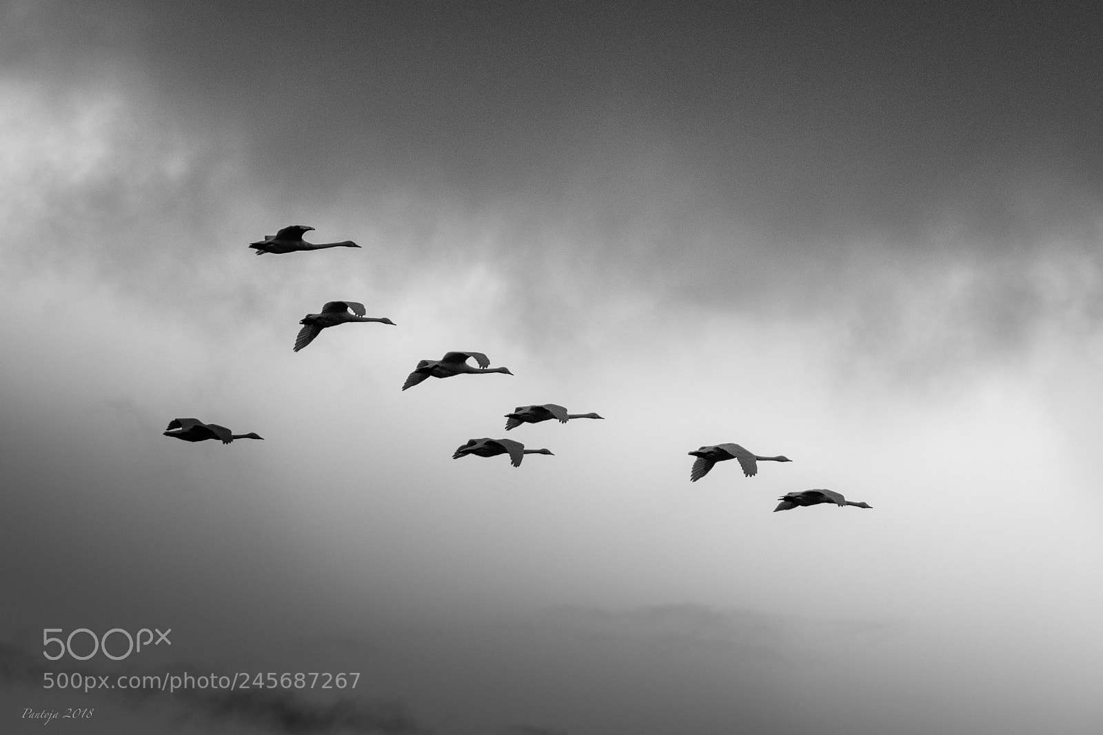 Nikon D500 sample photo. Fly away photography