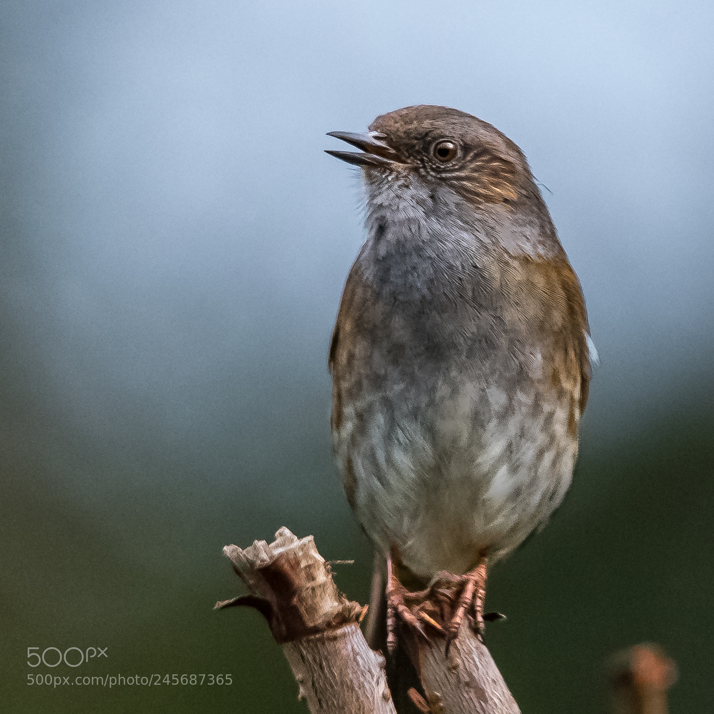 Nikon D850 sample photo. Beautiful dunnock photography