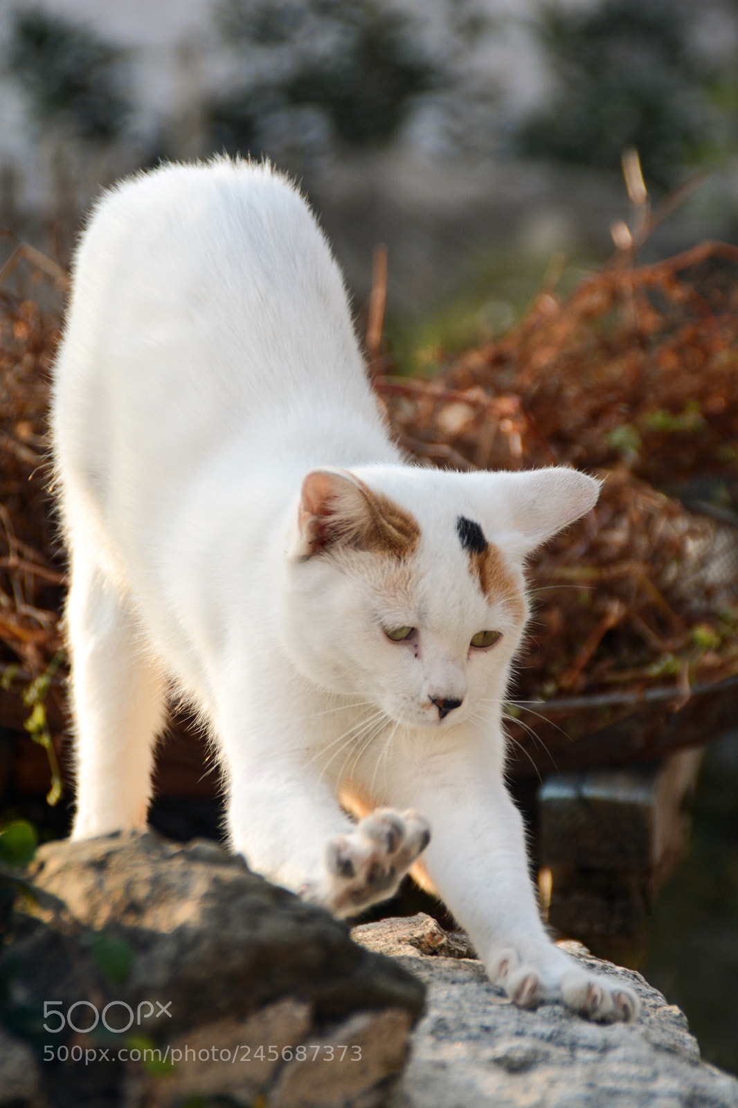 Nikon D7100 sample photo. A cat with a photography