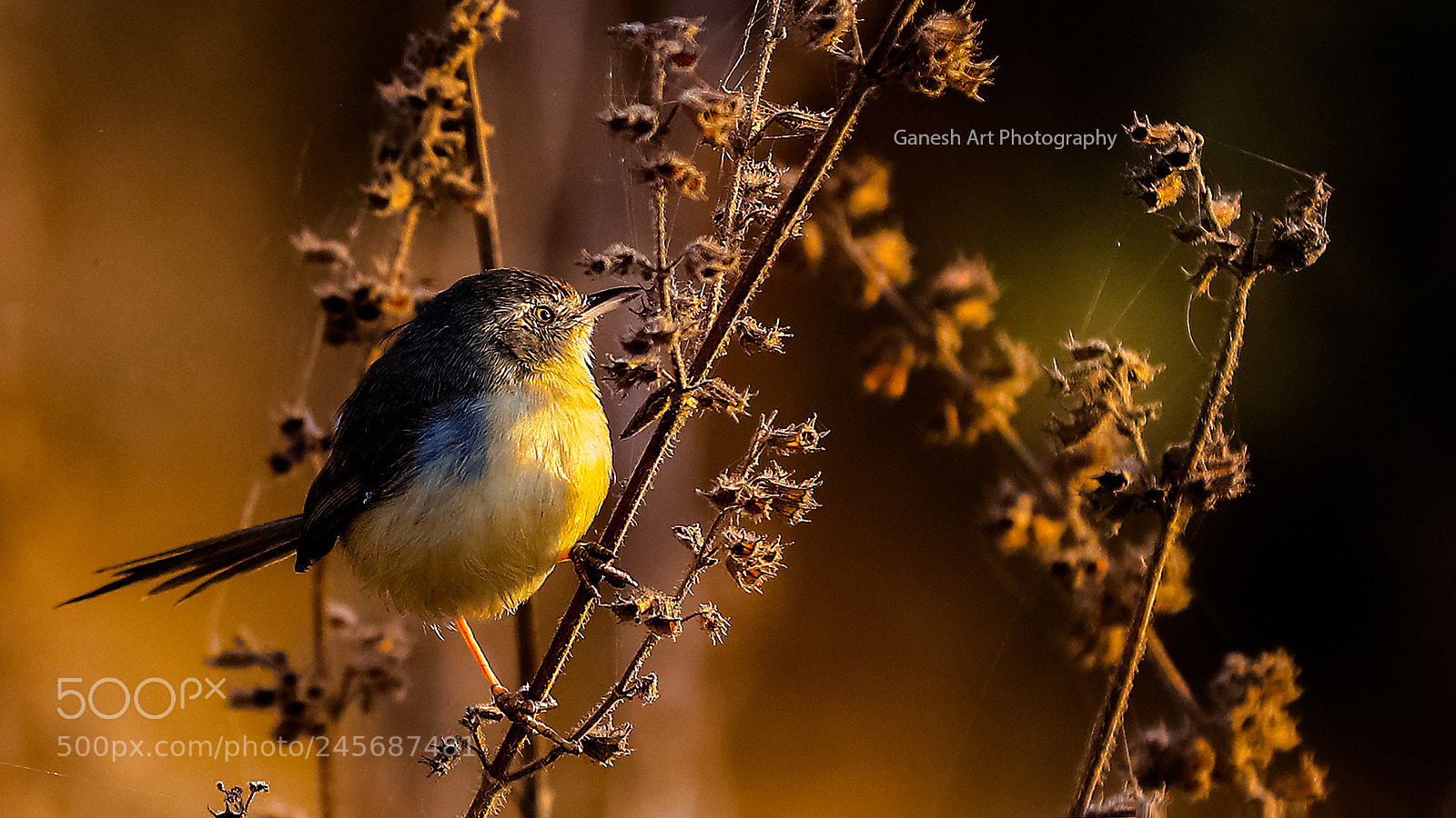 Canon EOS 5DS R sample photo. Ashy prinia photography