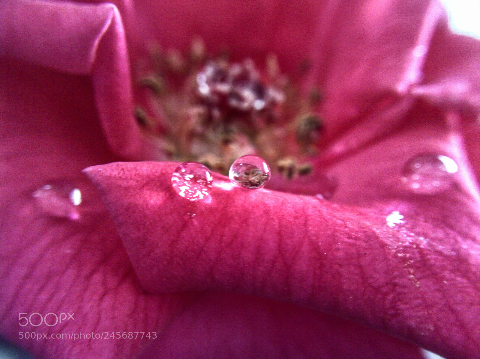 OPPO A37fw-International sample photo. Every drop counts photography