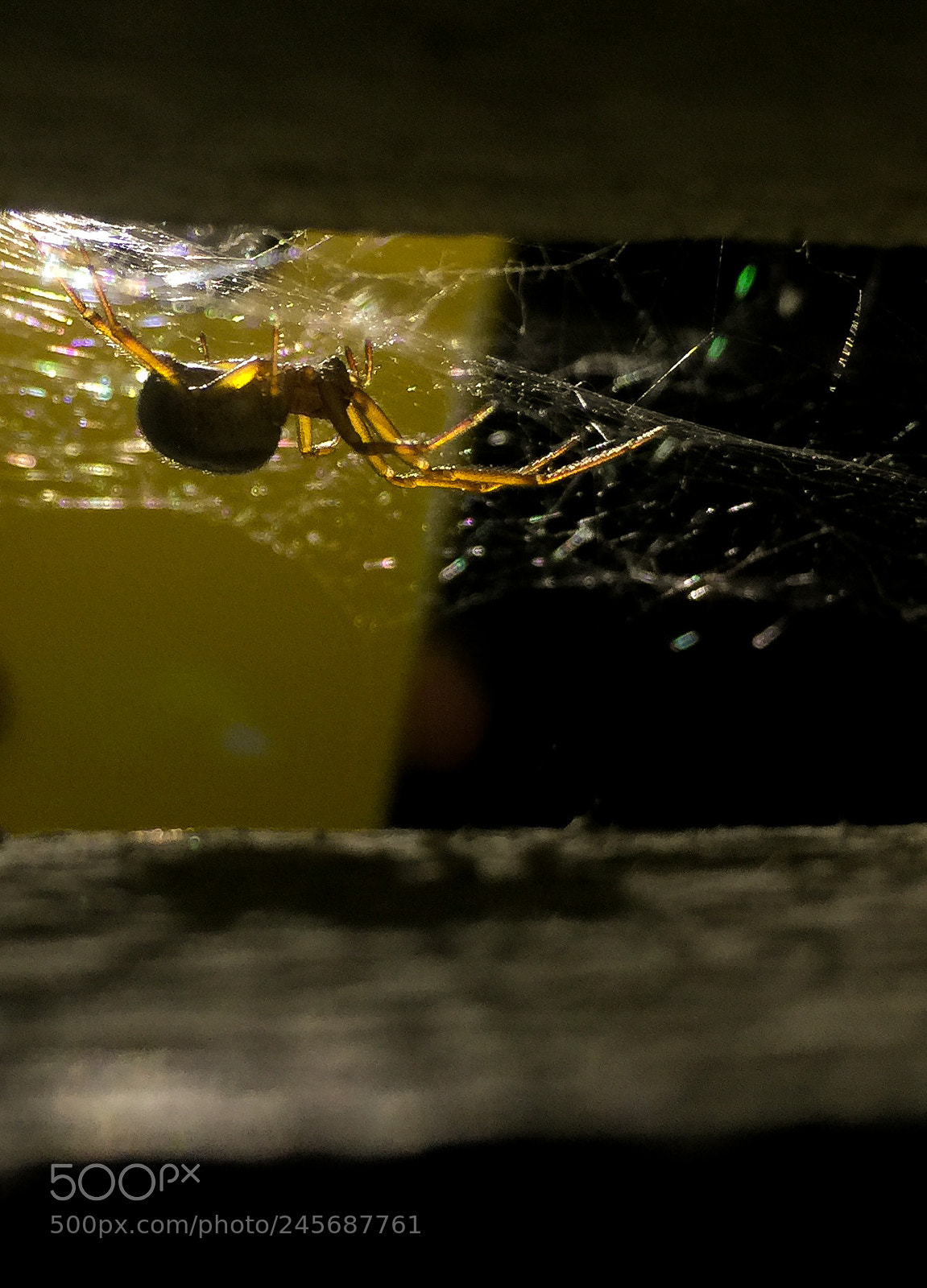Apple iPhone 6 Plus sample photo. Spider & shadow photography