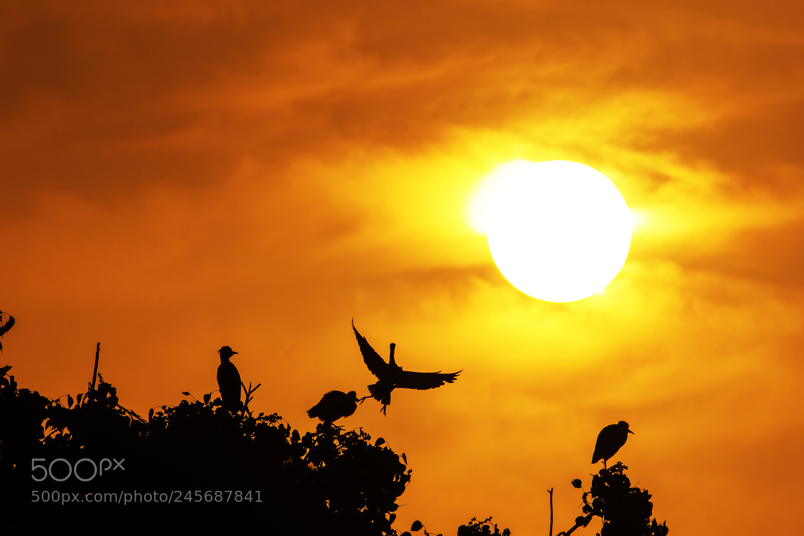 Nikon D7200 sample photo. Sunset in the forest photography