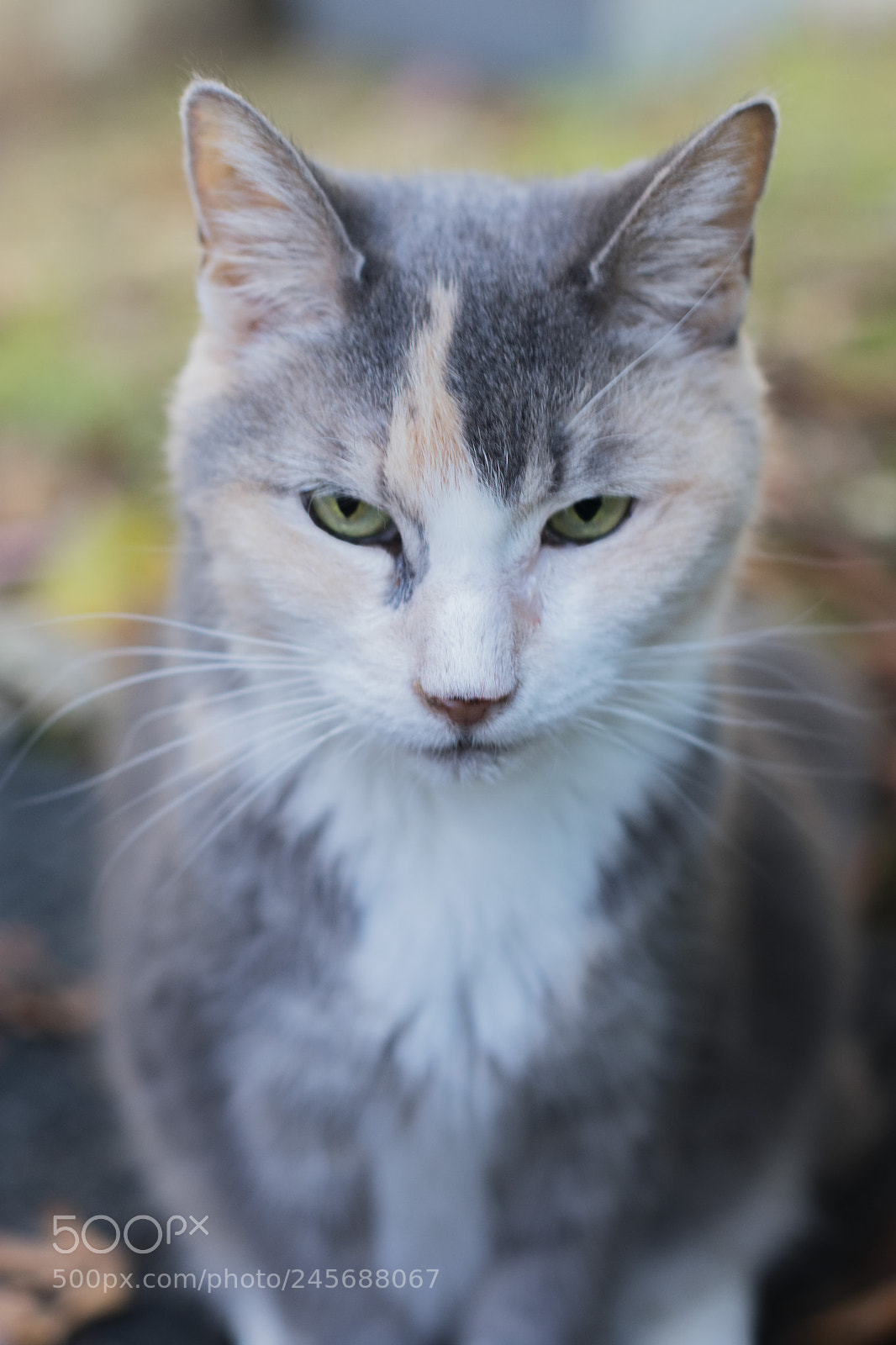 Nikon D3400 sample photo. Hillary photography