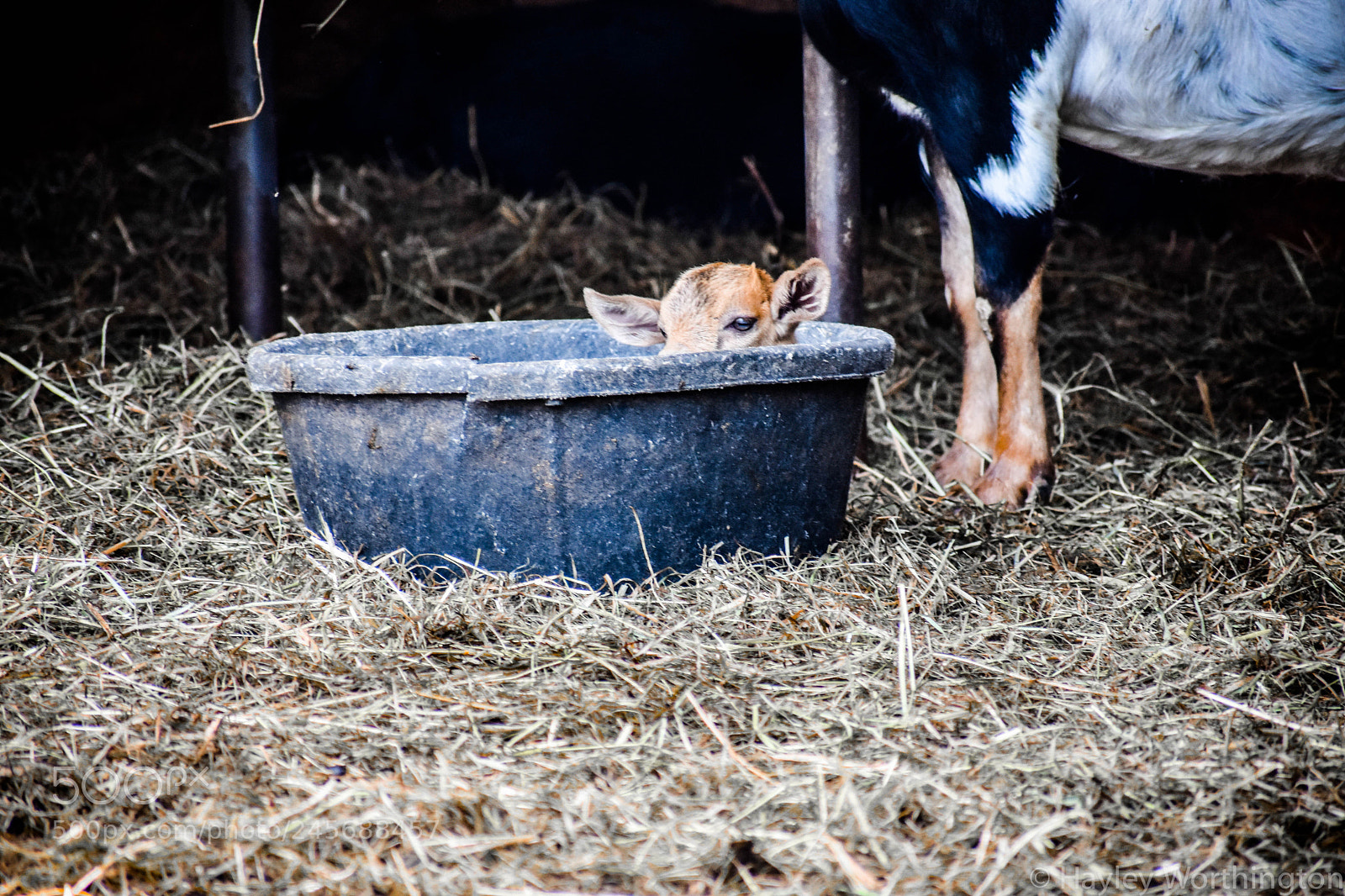 Nikon D3400 sample photo. Goat in bucket photography