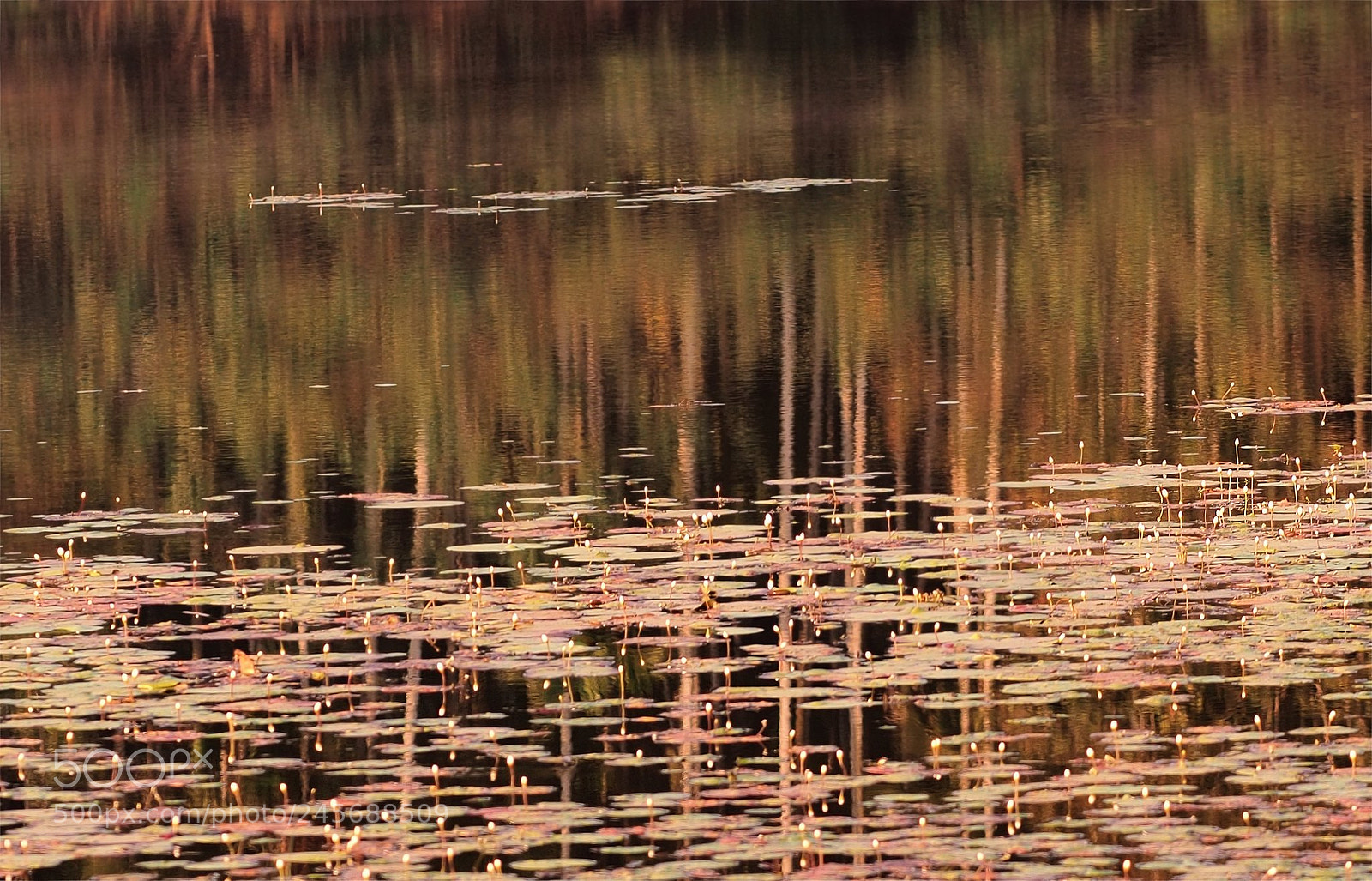 Olympus OM-D E-M5 sample photo. Reflection photography