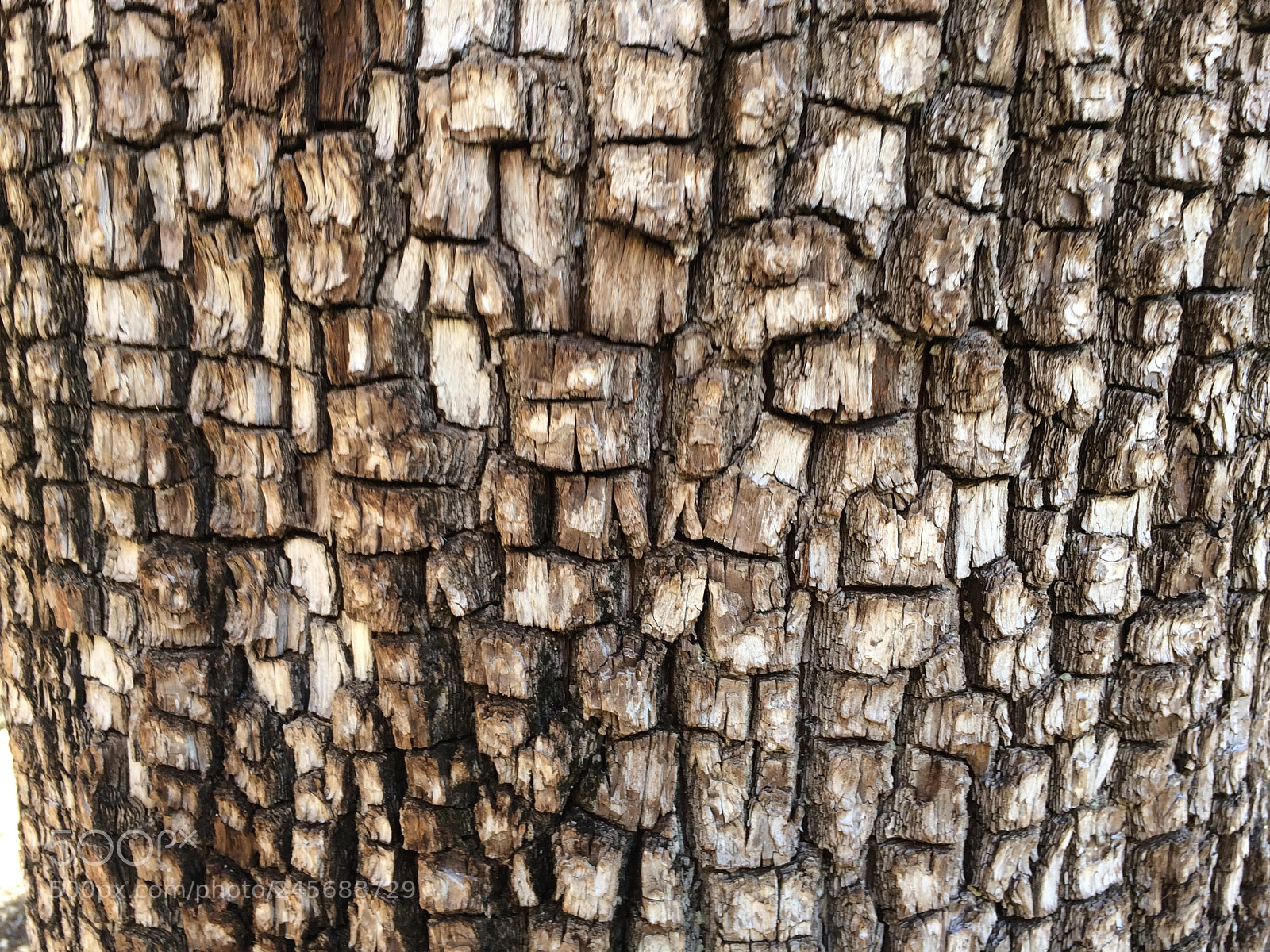 Apple iPhone 5s sample photo. Tree pattern photography