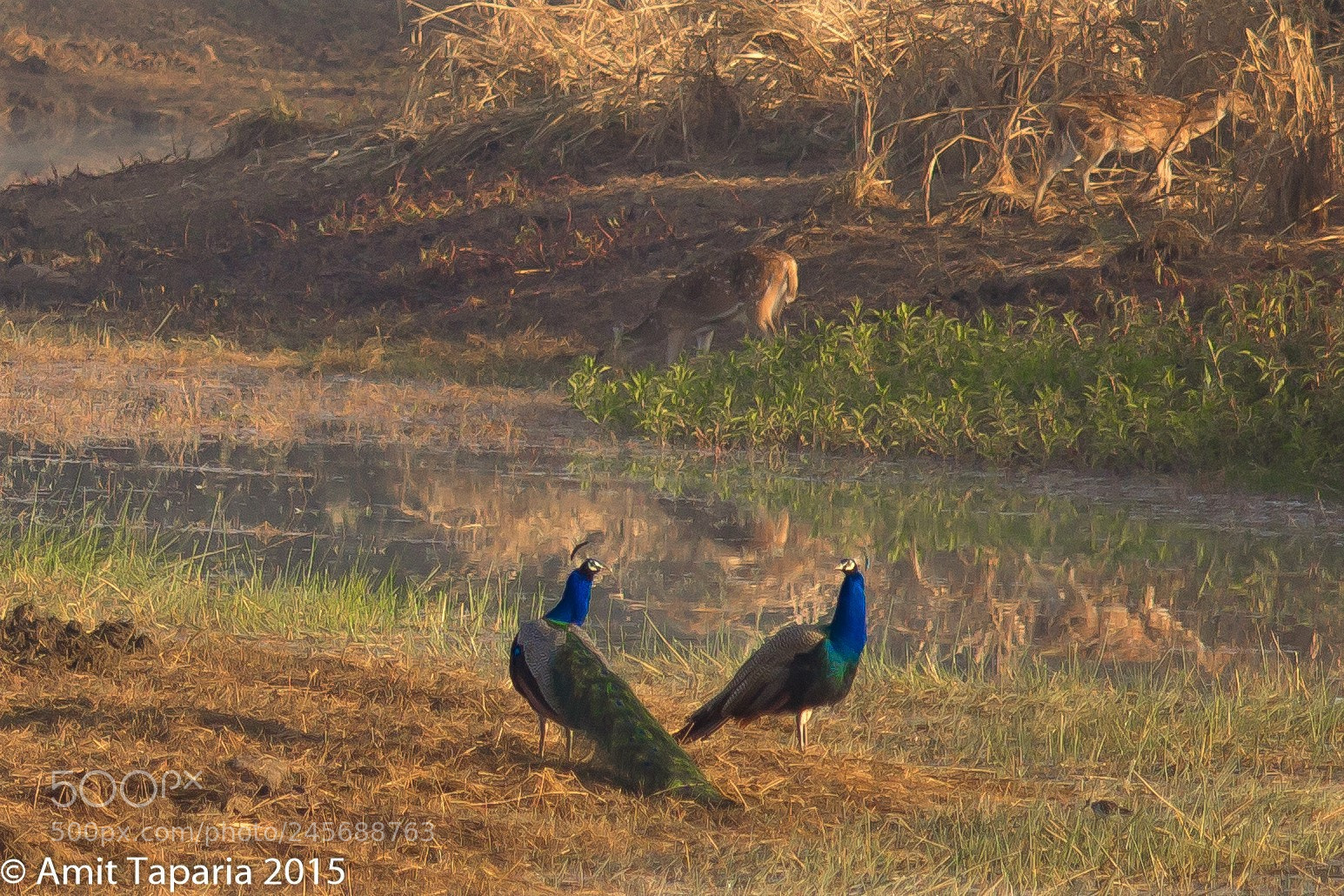 Canon EOS 600D (Rebel EOS T3i / EOS Kiss X5) sample photo. Tadoba peacocks photography