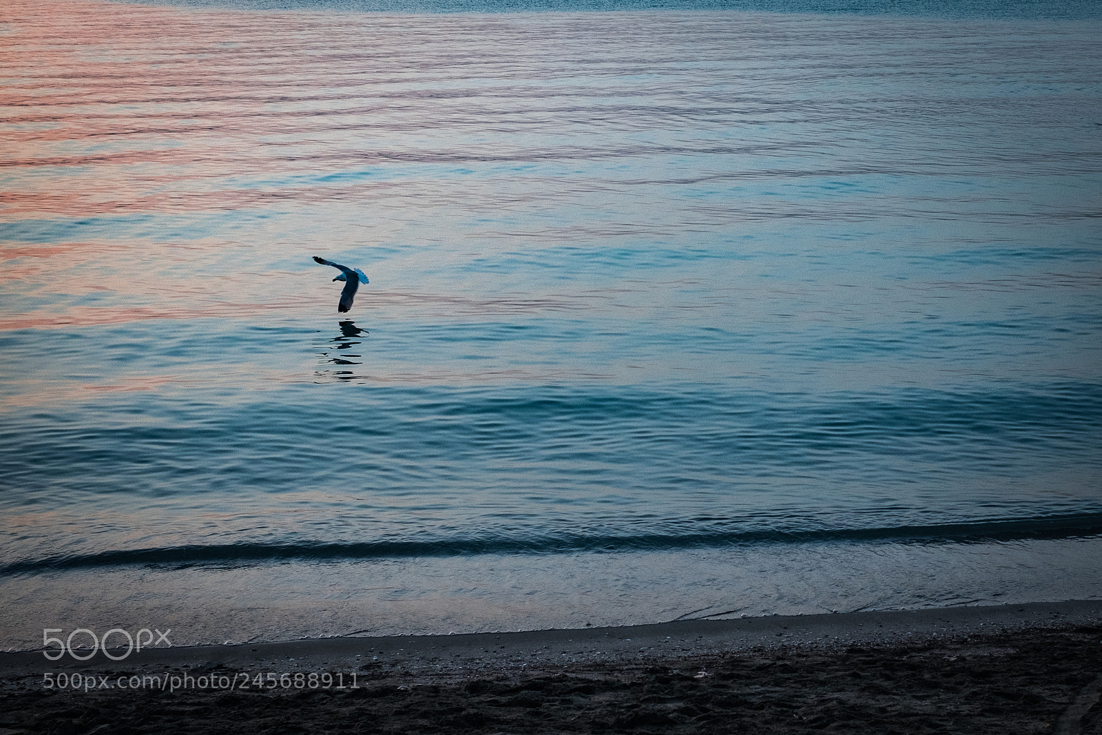 Fujifilm X-T10 sample photo. Bird photography