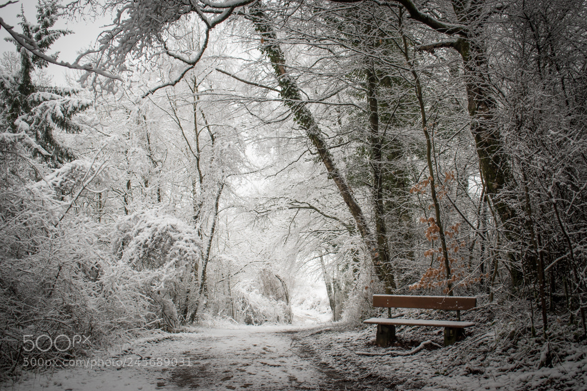 Nikon D5500 sample photo. Winter walk photography