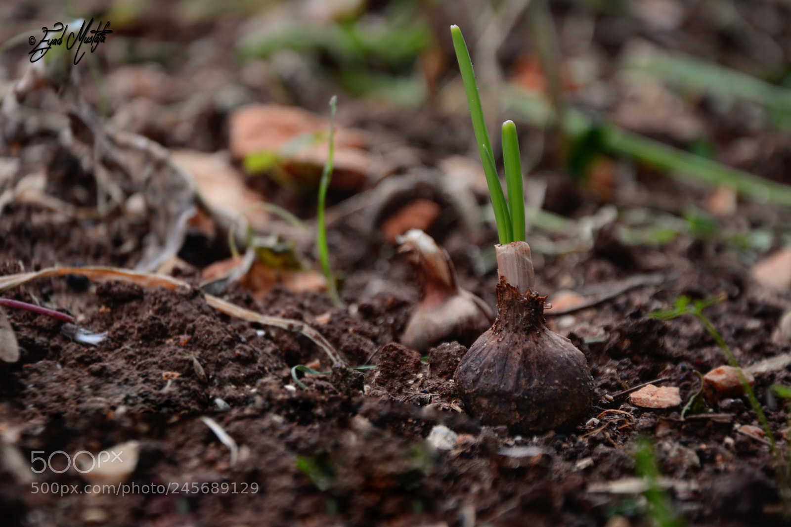 Nikon D7100 sample photo. Cultivation of onions photography