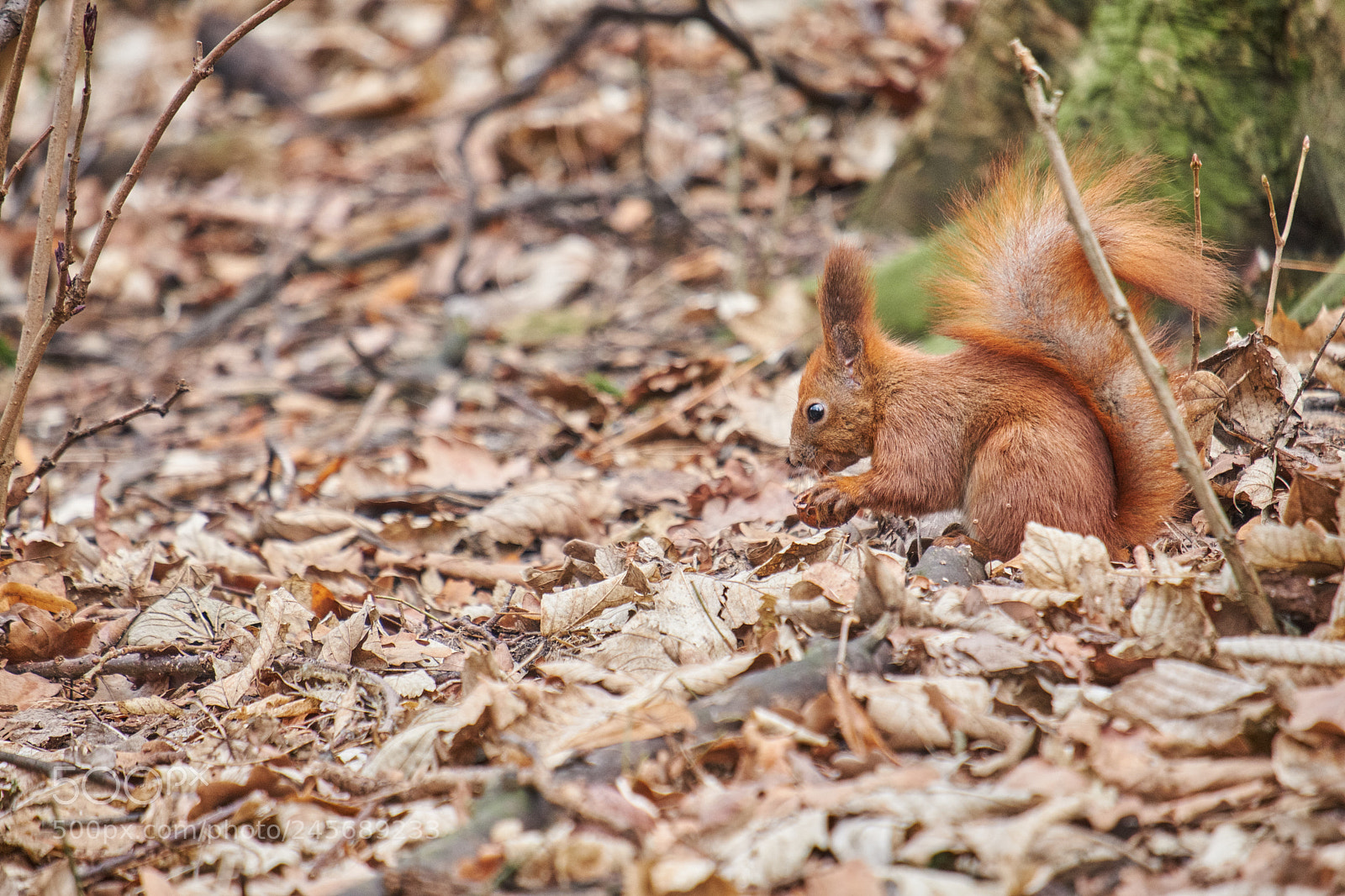 Fujifilm X-T20 sample photo. Squirrel photography
