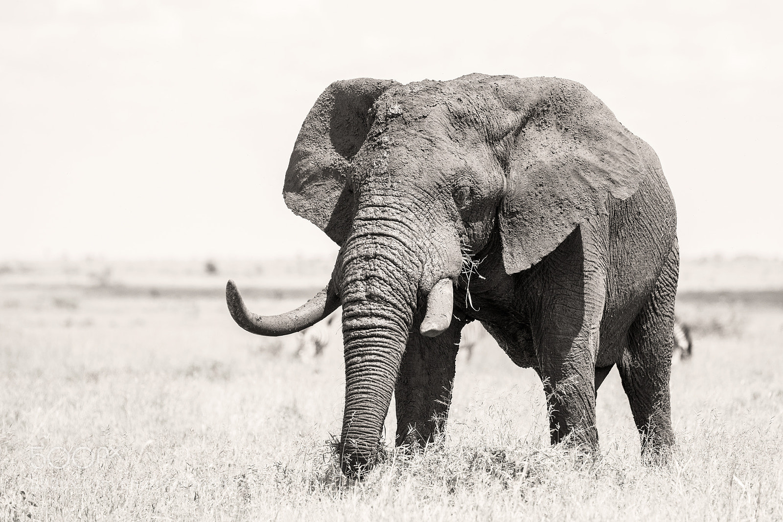 Nikon D810 sample photo. Elephant bull photography