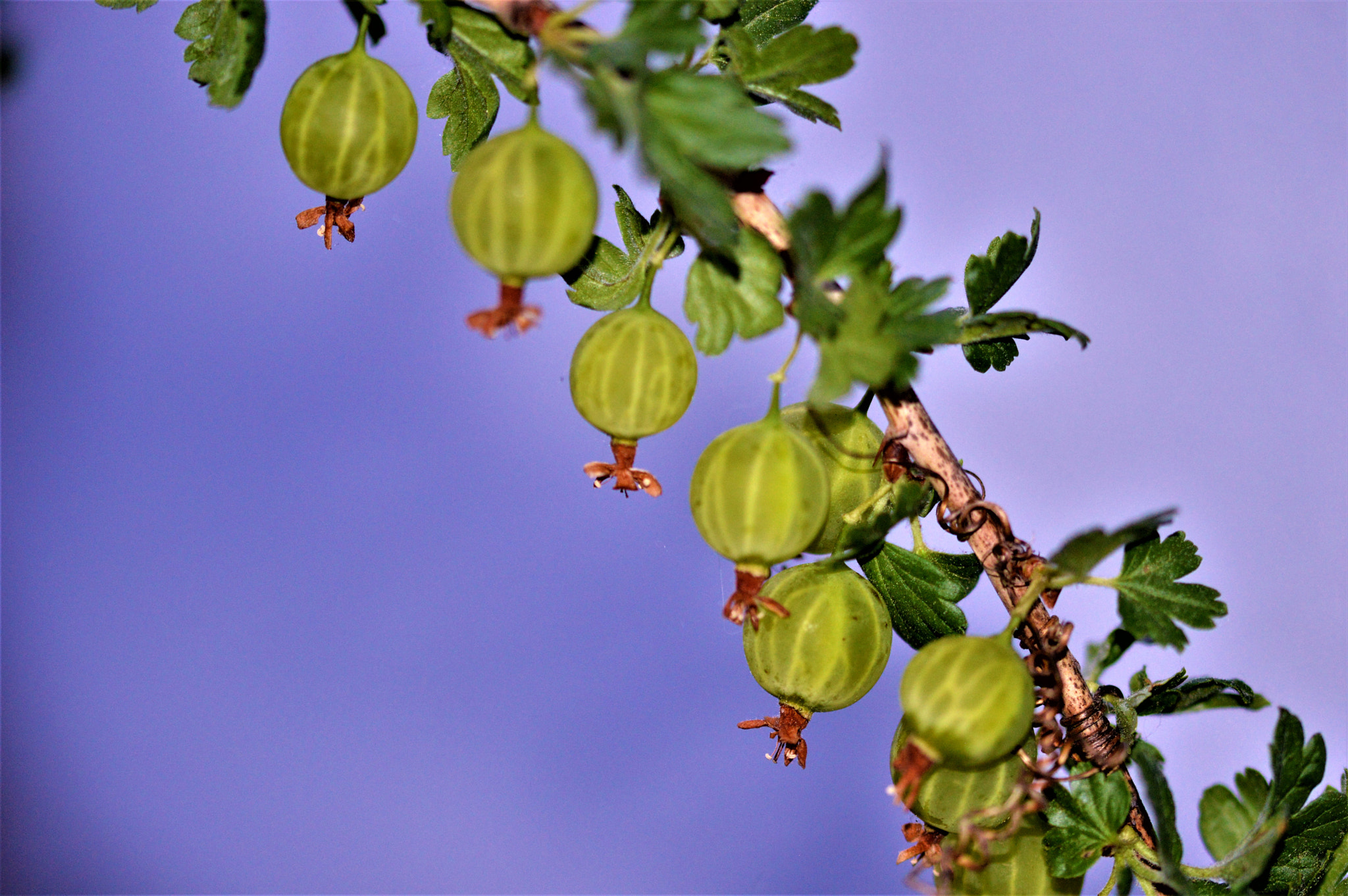 Nikon D3200 + Sigma 105mm F2.8 EX DG OS HSM sample photo. Stachelbeer / bektaşi Üzümü / gooseberriers photography