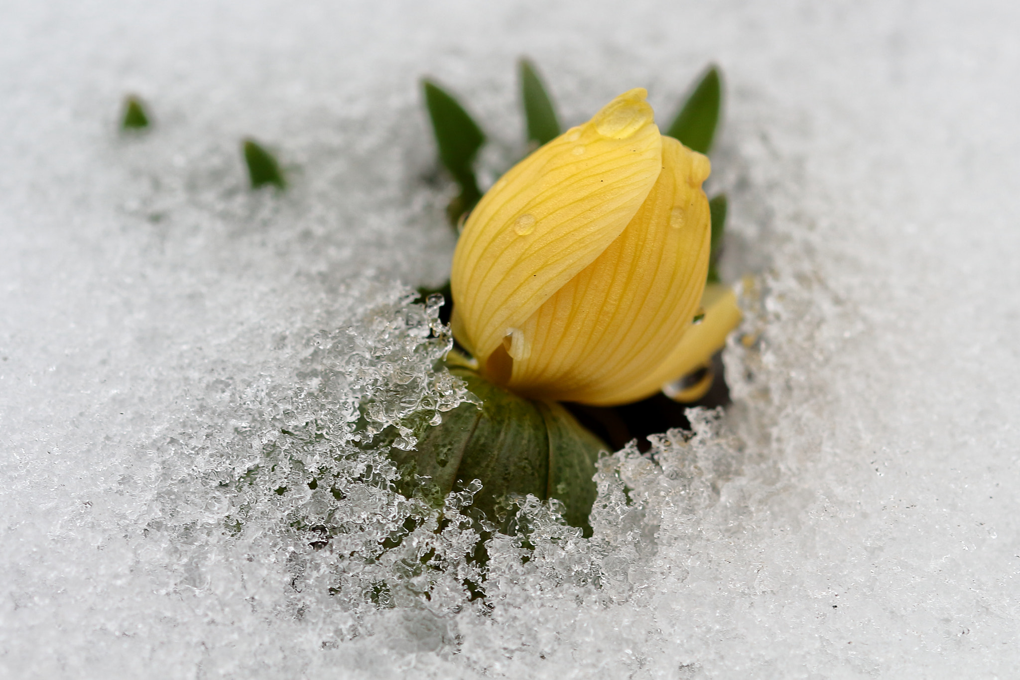 Canon EOS 700D (EOS Rebel T5i / EOS Kiss X7i) sample photo. Sulfur yellow blossom photography