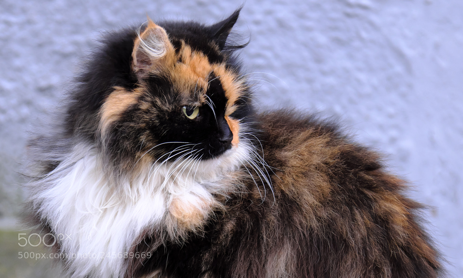 Fujifilm X-T20 sample photo. She is awesome cat photography