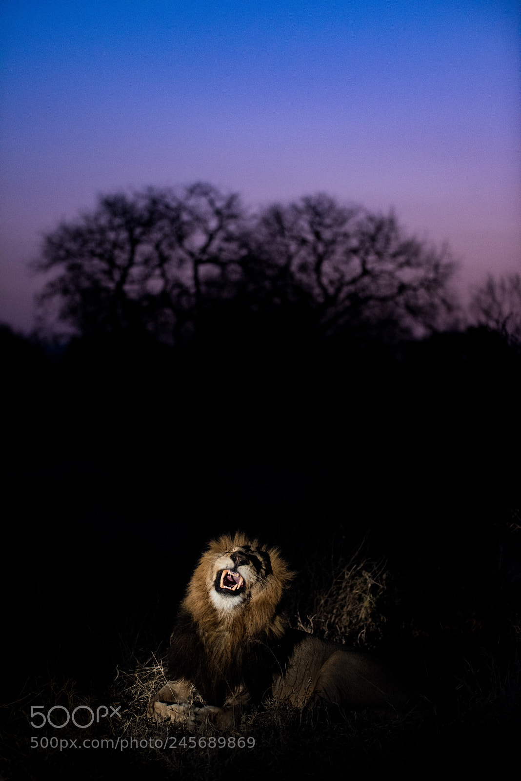 Nikon D810 sample photo. Lion awakes photography