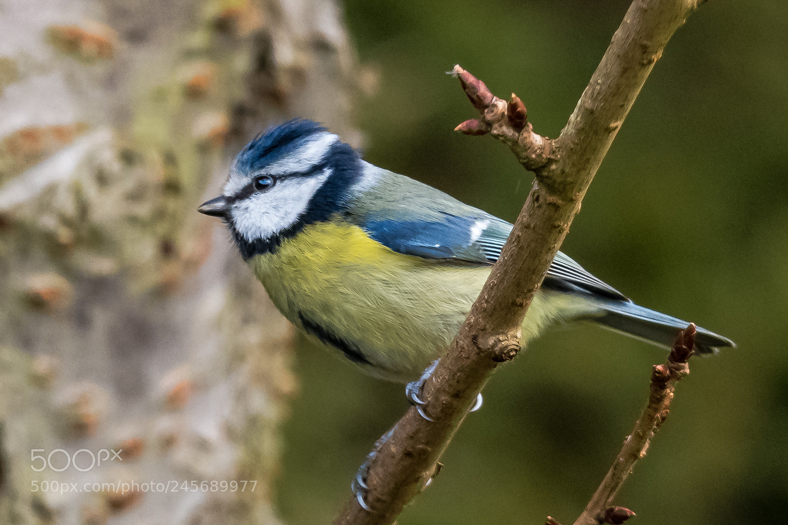 Nikon D850 sample photo. Sharp tit photography